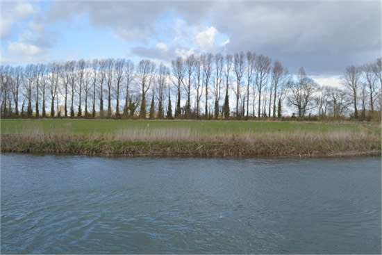 trees lining the river