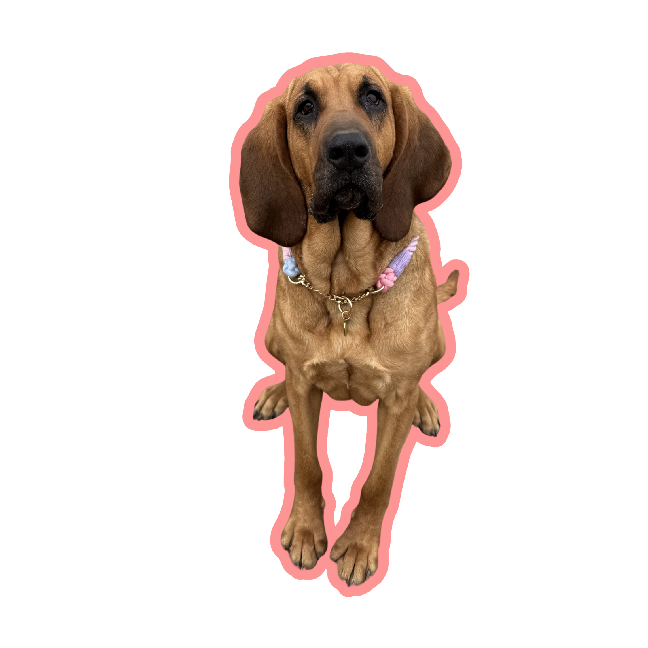 Nala representing the Large collar size