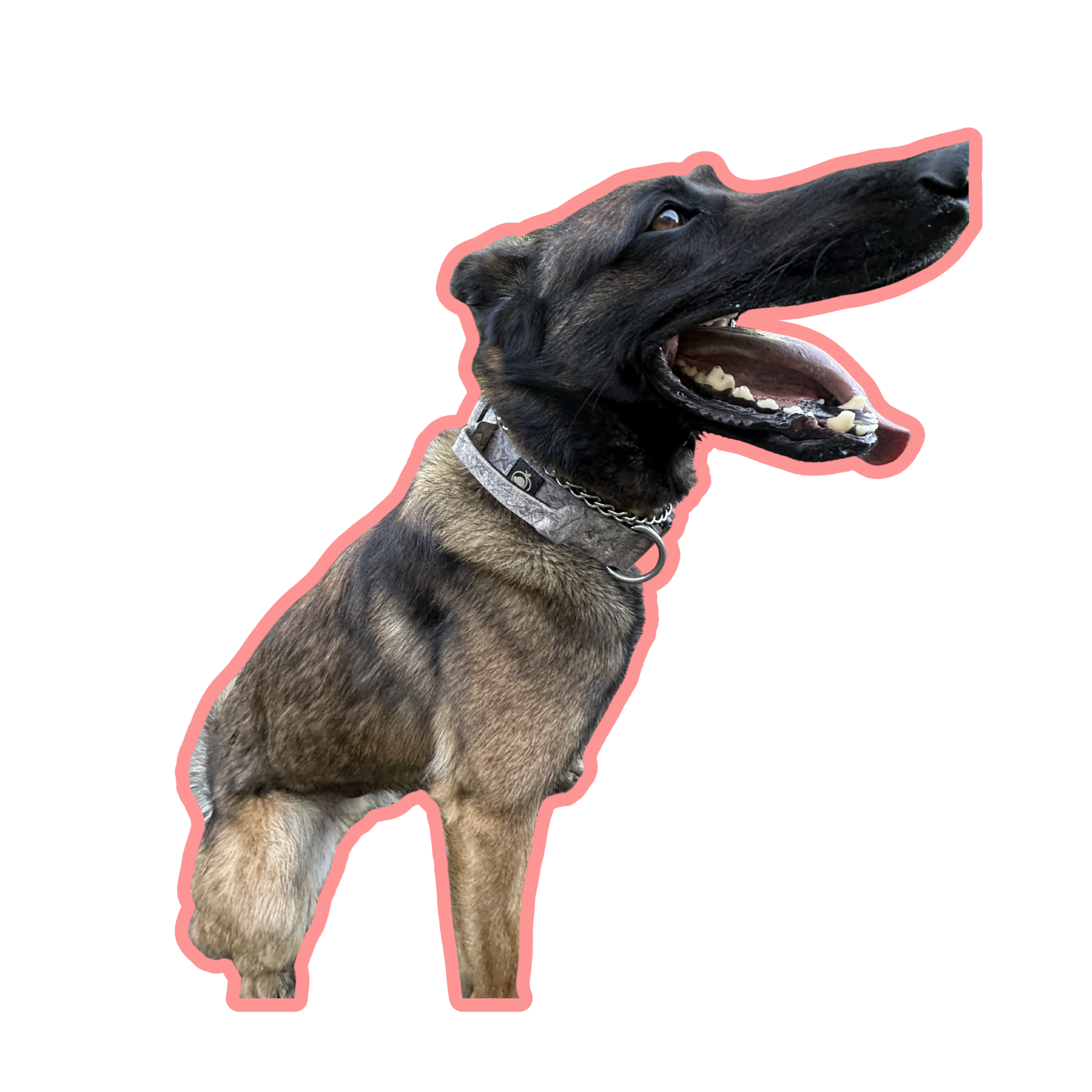 Police K9 Nova