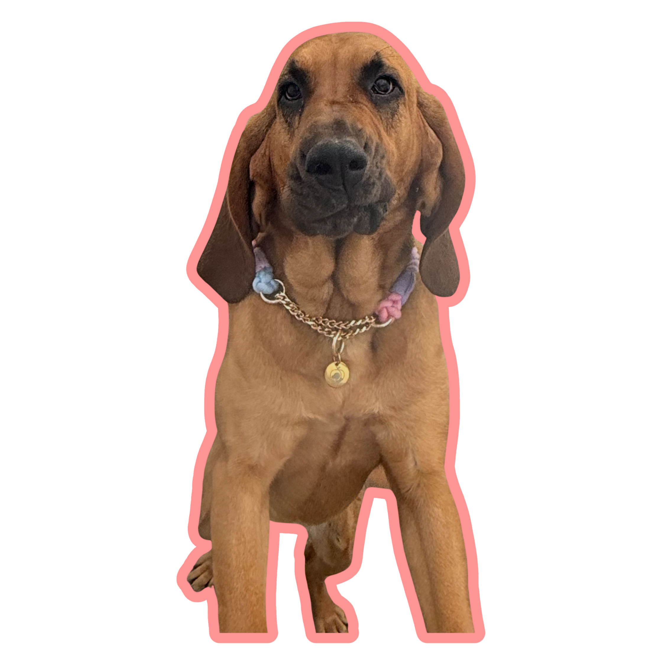 K9 Nala