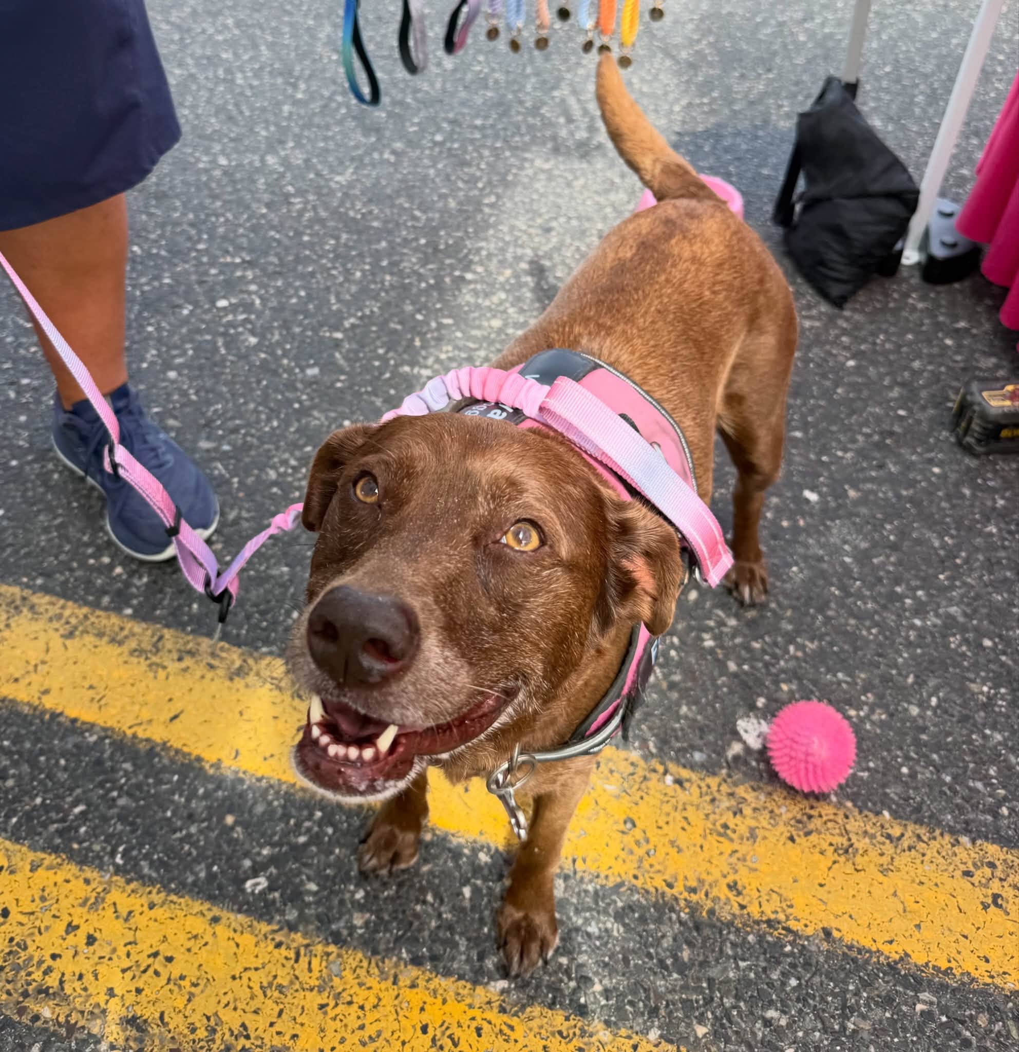 Customer dog wearing PeachyPup gear