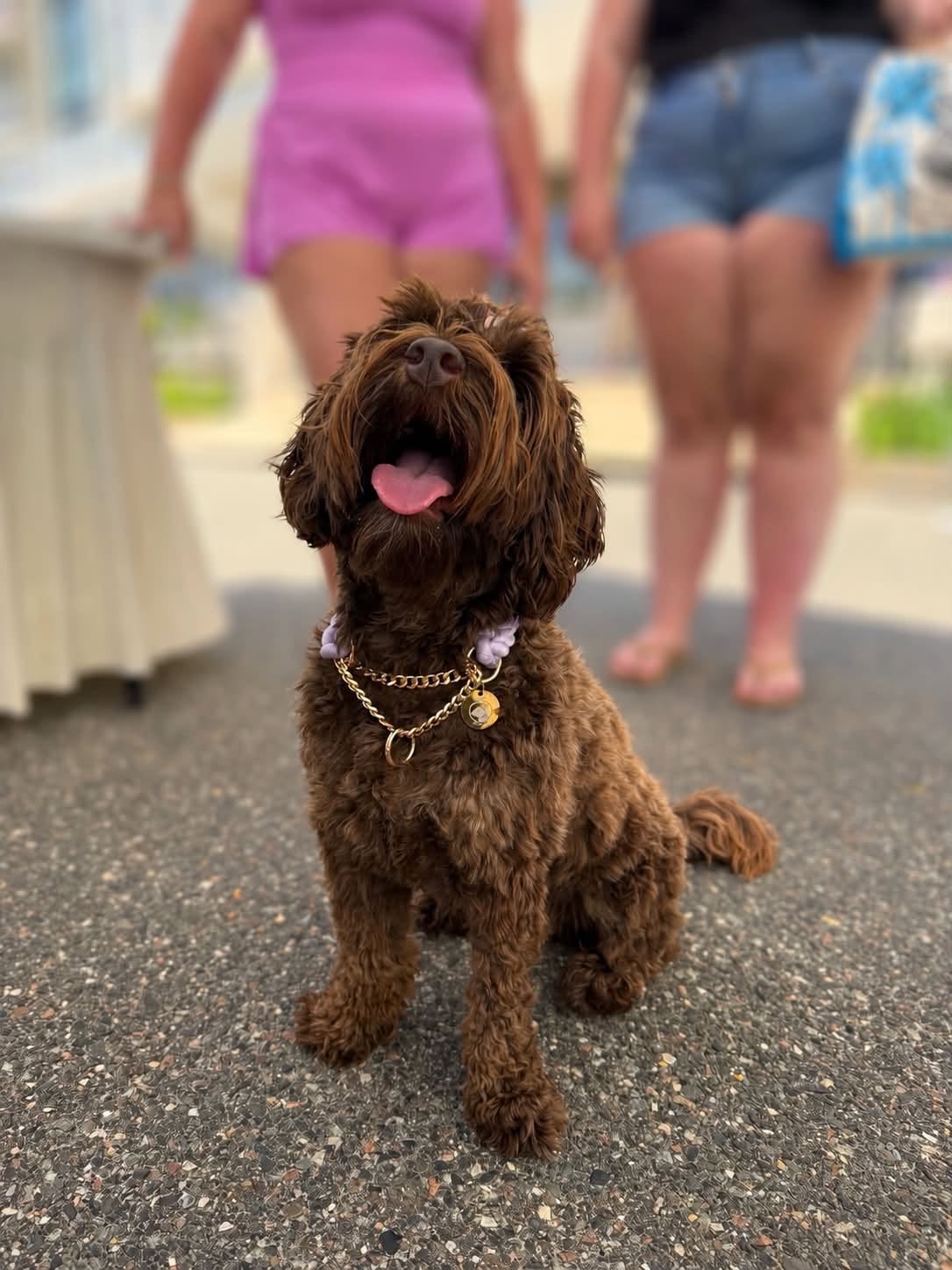 Customer dog wearing PeachyPup gear