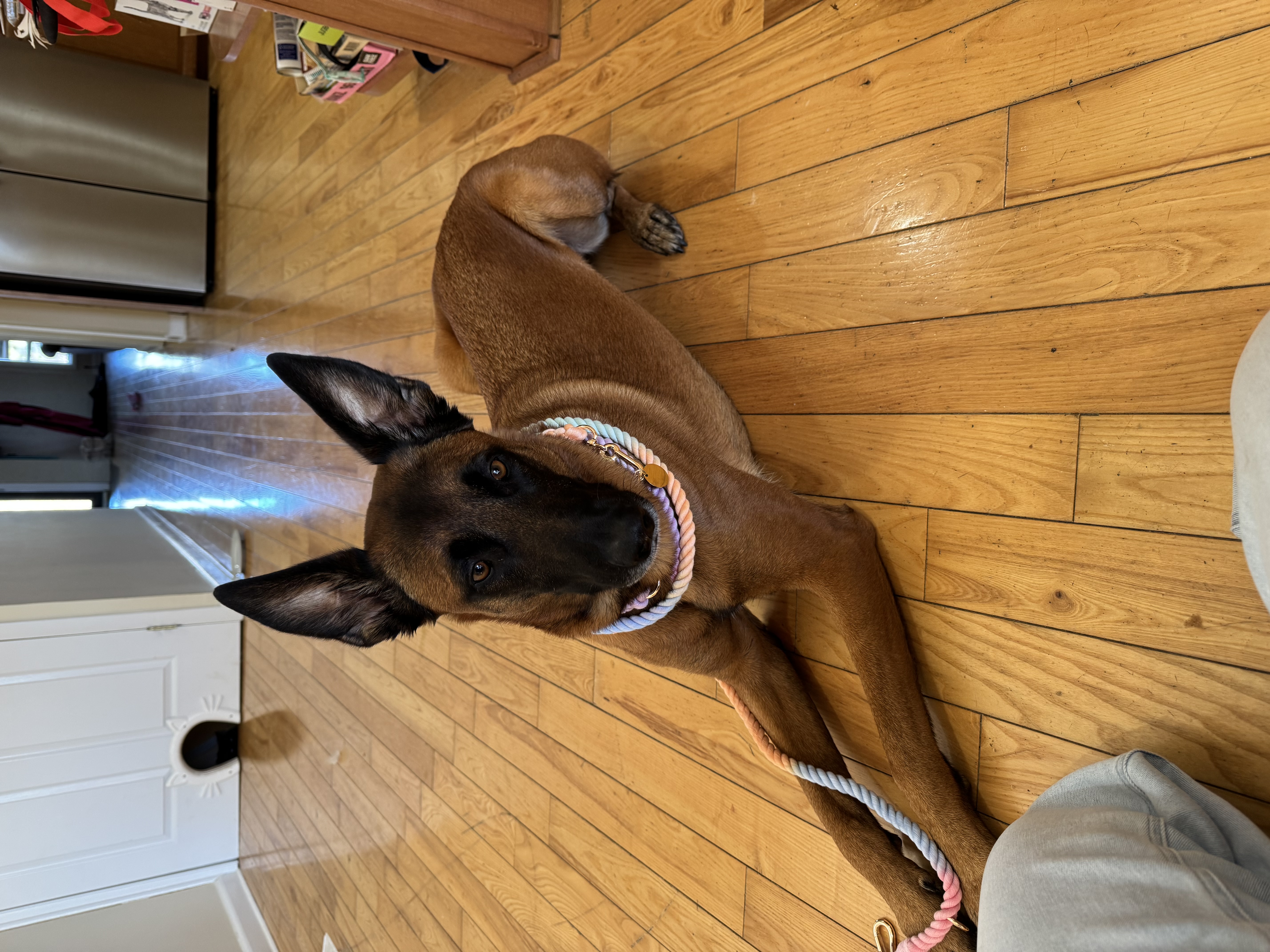 Customer dog wearing PeachyPup gear