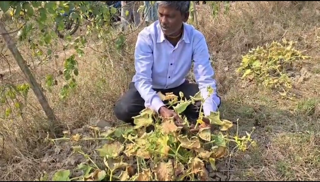 সমবায় ভোটে বিজেপি সমর্থিত প্রার্থী হওয়ার জন্য তার সবজির ক্ষেত নষ্ট করে দেওয়ার অভিযোগে চাঞ্চল্য
