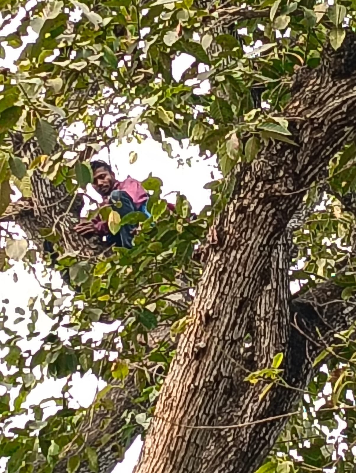 হাতে লাঠি কাঁধে ব্যাগ নিয়ে চল্লিশ ফুট উপরে কদম গাছে ডালে বসে যুবক , খাবারের প্রলোভন দিয়ে নামানো হয় যুবককে*