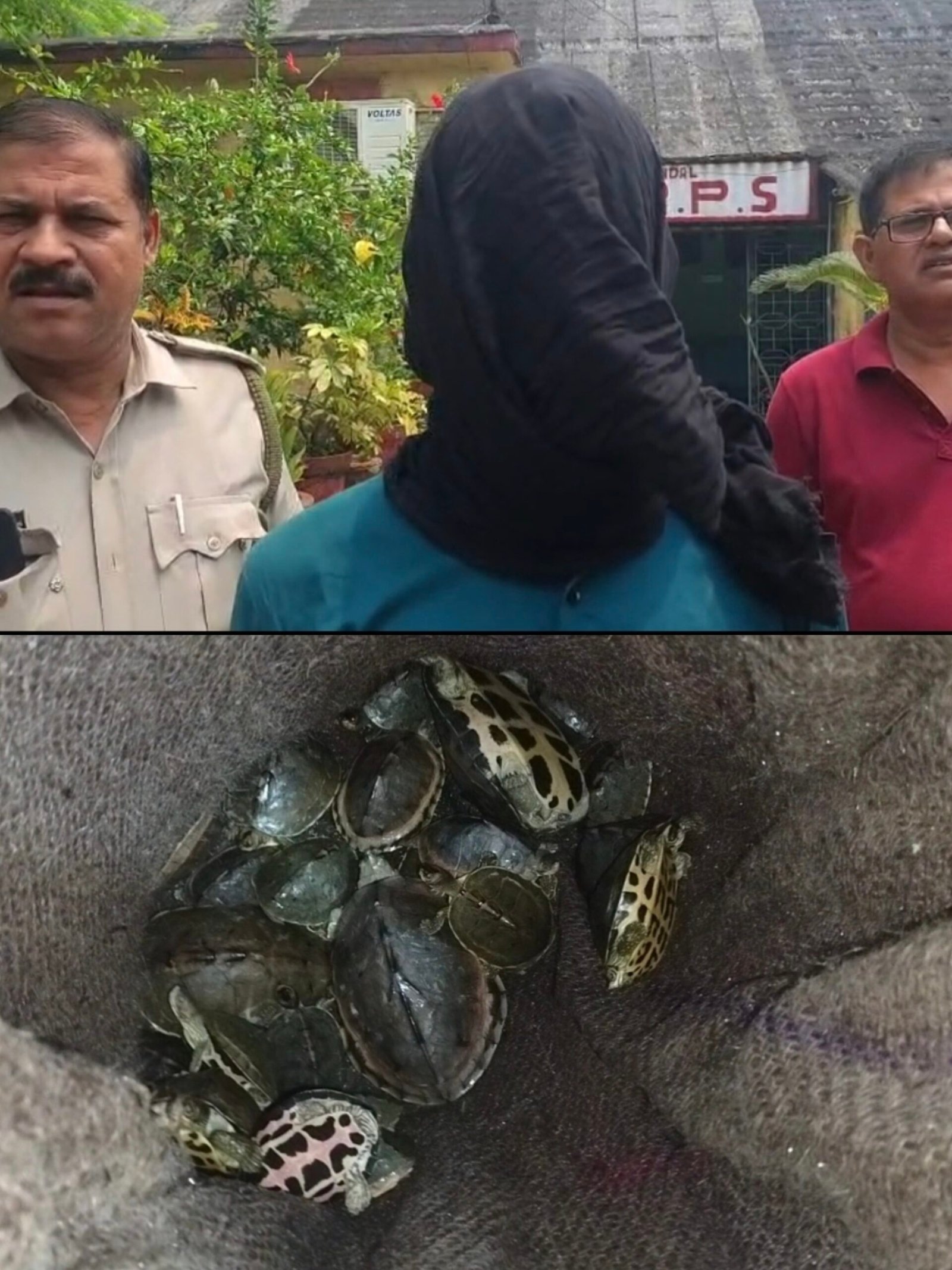 অন্ডাল জিআরপির তৎপরতায় পূর্বা এক্সপ্রেস থেকে উদ্ধার প্রায় ৯৫টি কচ্ছপ, গ্রেফতার উত্তরপ্রদেশের বাসিন্দা