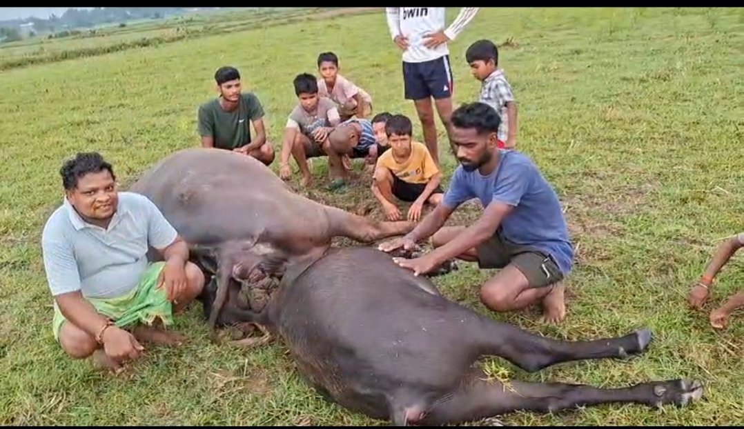 বজ্রপাতে দুই মহিষের মৃত্যু, অল্পের জন্য প্রাণে বাঁচলেন খাটাল মালিক