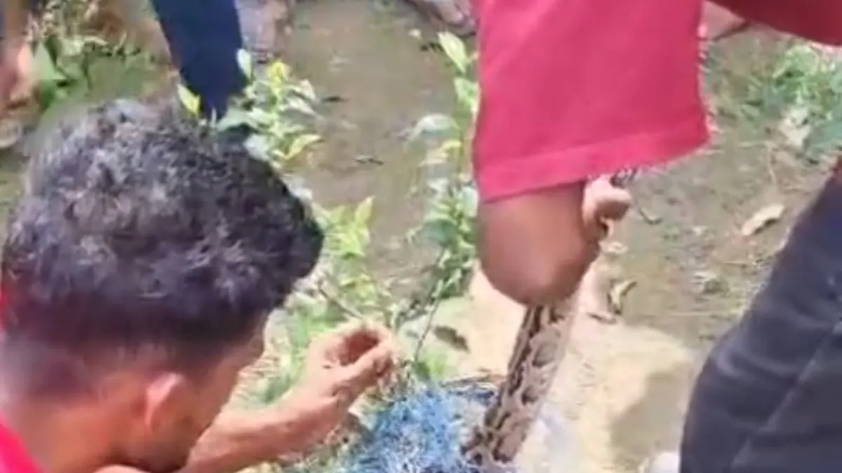 উত্তর দিনাজপুরের চোপড়ায় চা বাগান থেকে ৯ ফুটের বিশাল অজগর উদ্ধার, চাঞ্চল্য