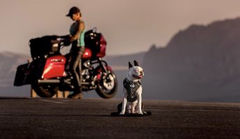 Want to Ride with Your Pet? Tips for Putting Your Dog on a Motorcycle