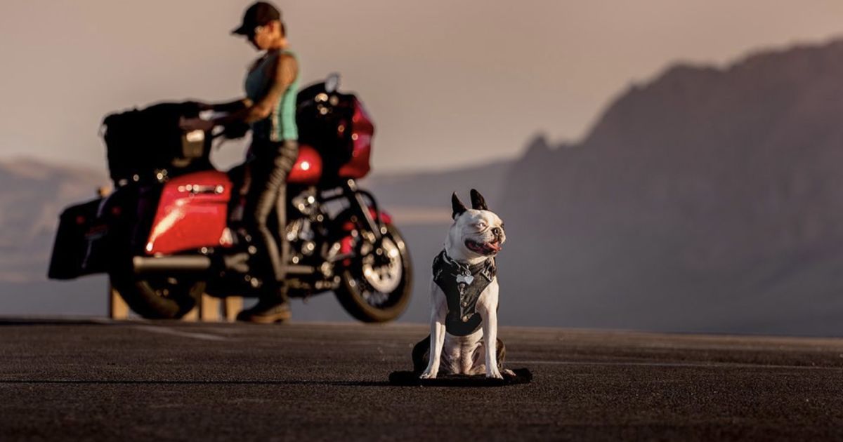 Want to Ride with Your Pet Tips for Putting Your Dog on a Motorcycle
