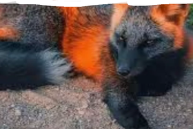 What Does The Fox Say!2 1