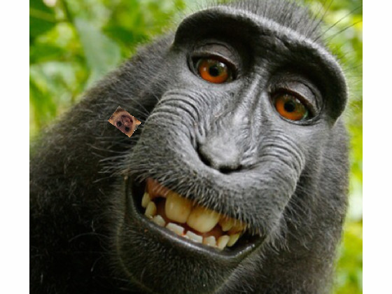 Monkey Draw 1