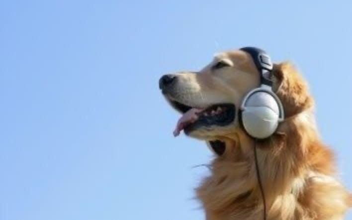 Cuentas de Spotify 🎶