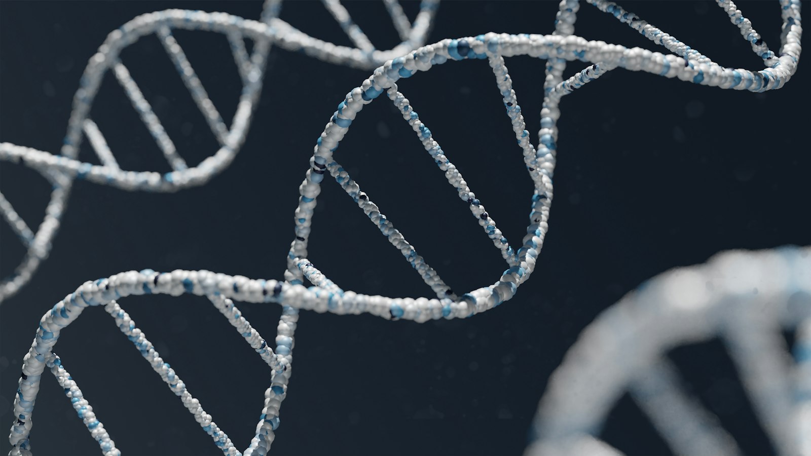 CCNB1IP1, el gen que arrugó el cerebro: Kunming halla una llave de la evolución humana