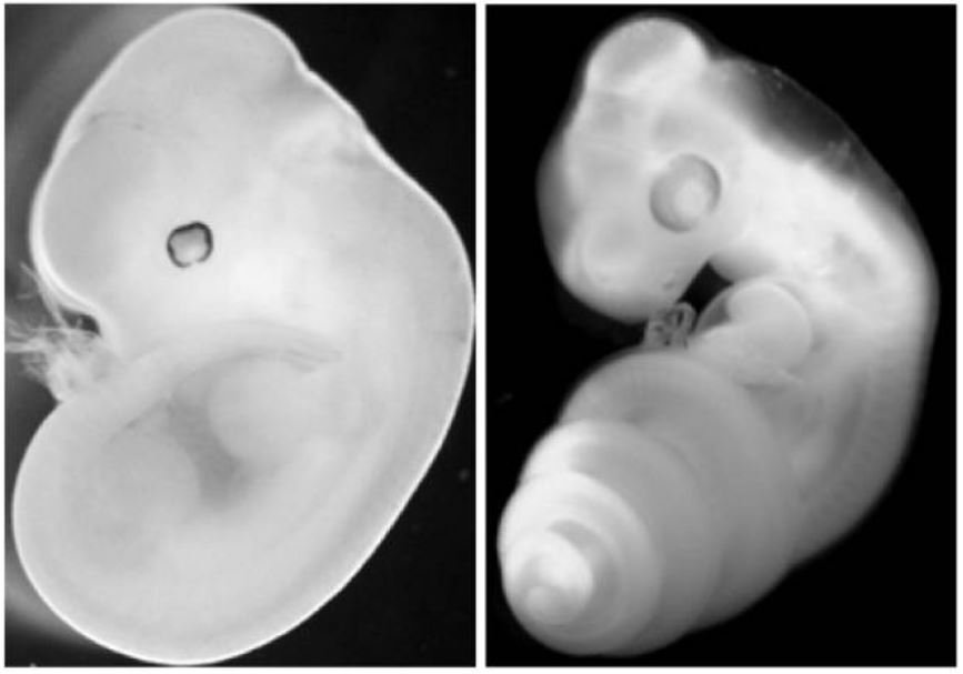 Embrión rastreado célula a célula: el DNA Typewriter mapea 1,28 millones de linajes en ratón