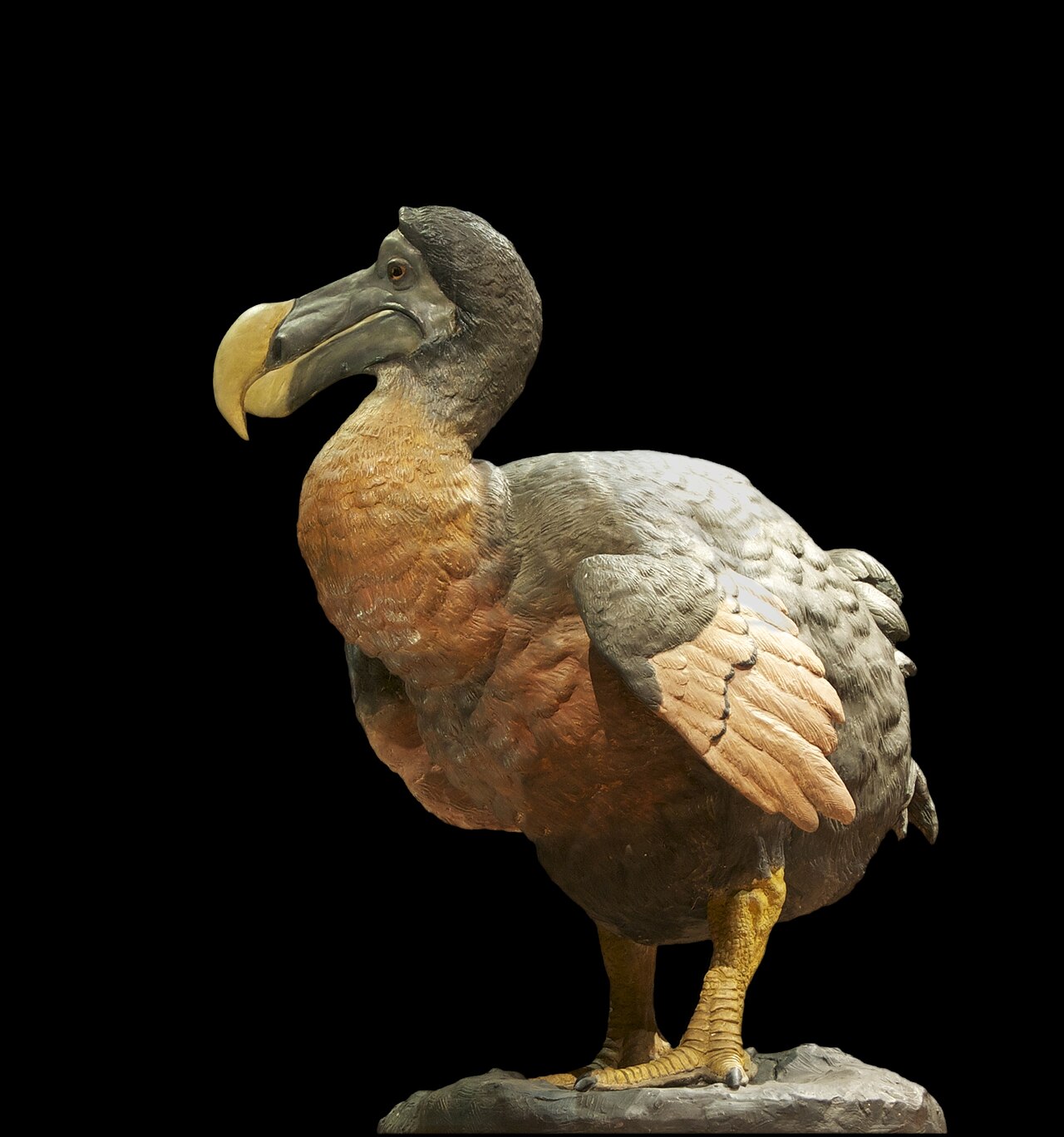 Colossal usa IA para cazar los genes del dodo: 2.300 candidatos al pico
