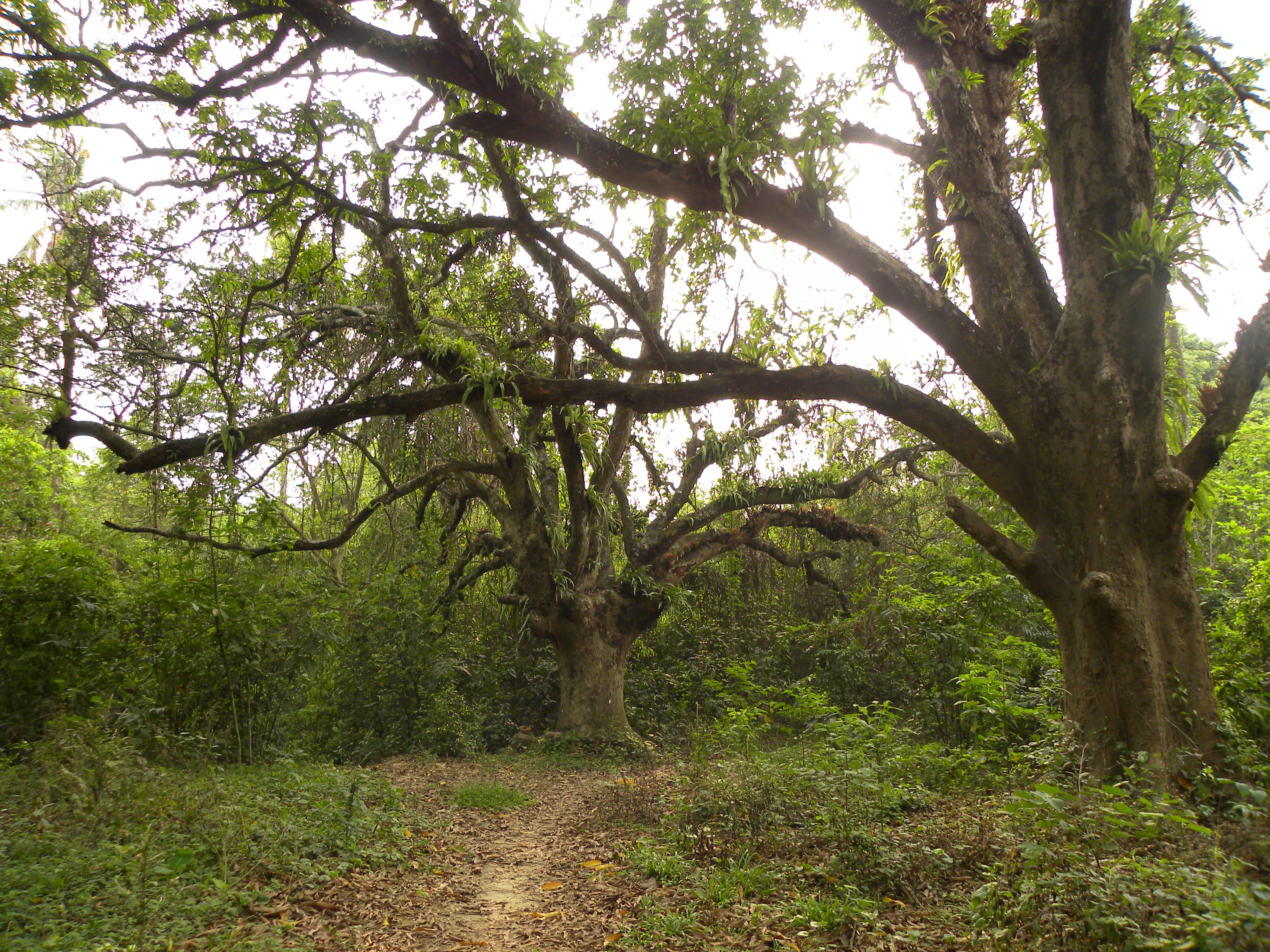 Alipore Zoo (Zoological Gardens) landscape views