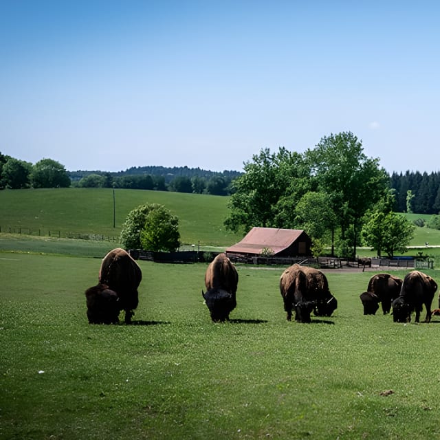 Bisongehege Bodman-Ludwigshafen