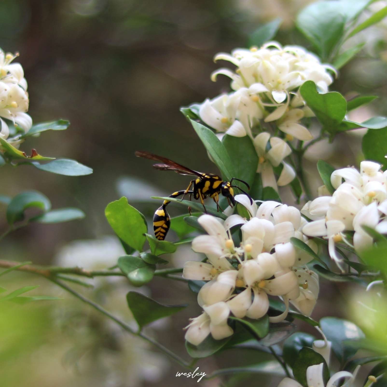 Wesley Deep photography portfolio image