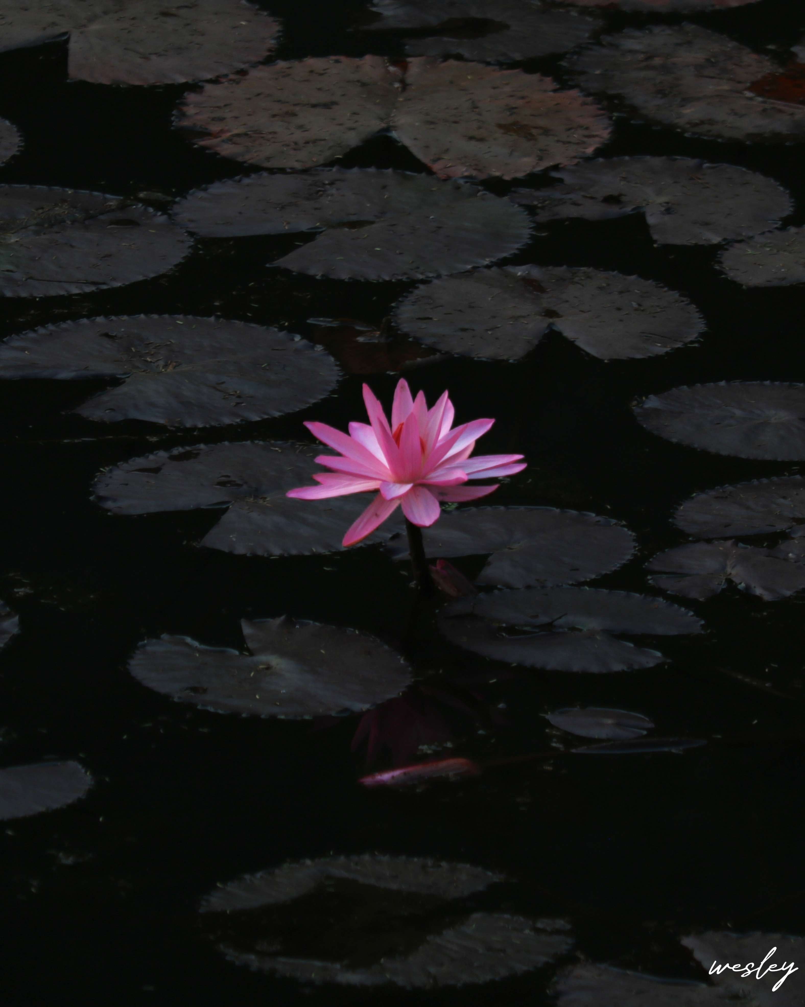 Wesley Deep photography portfolio image