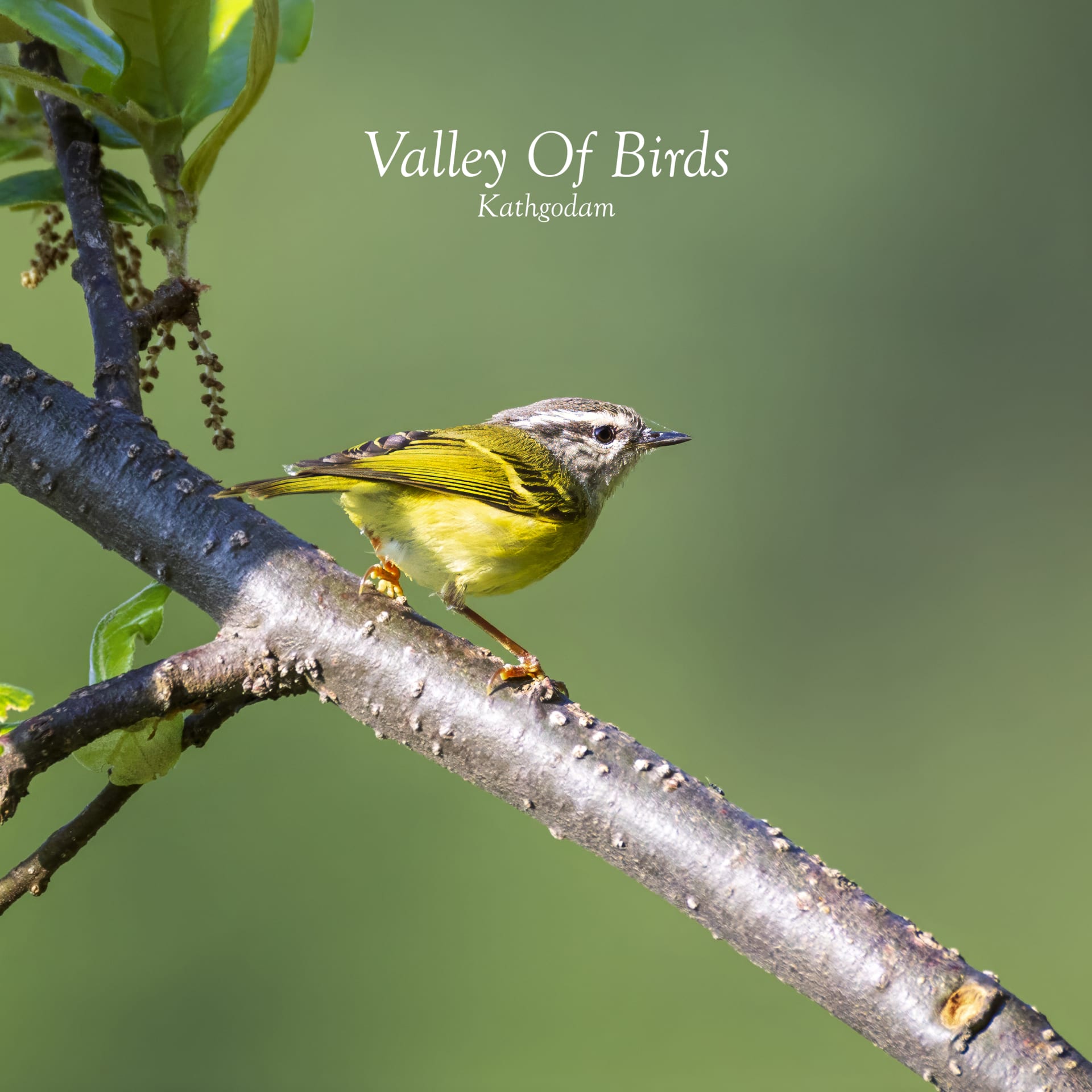 Ashy-throated Warbler