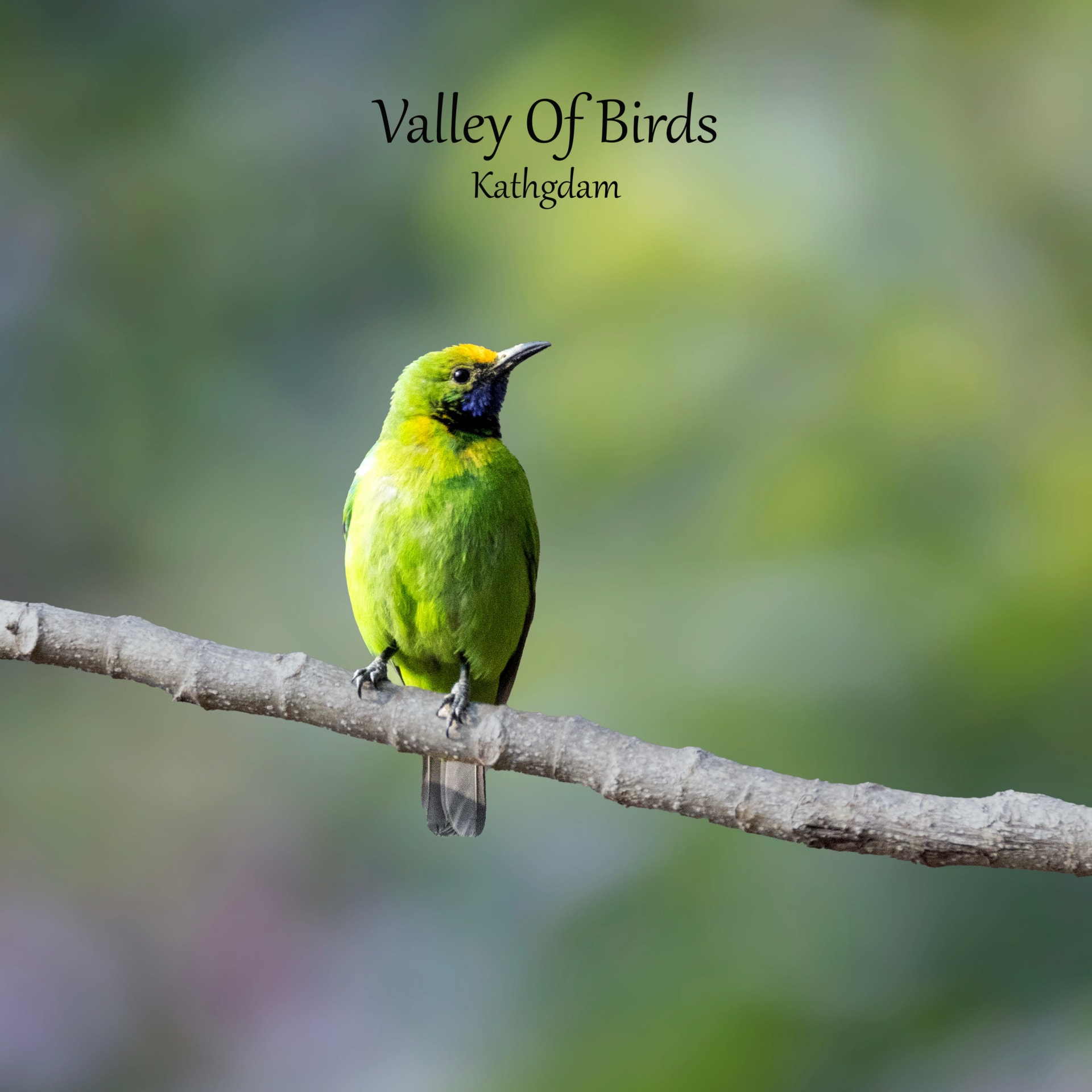 Golden-fronted Leafbird