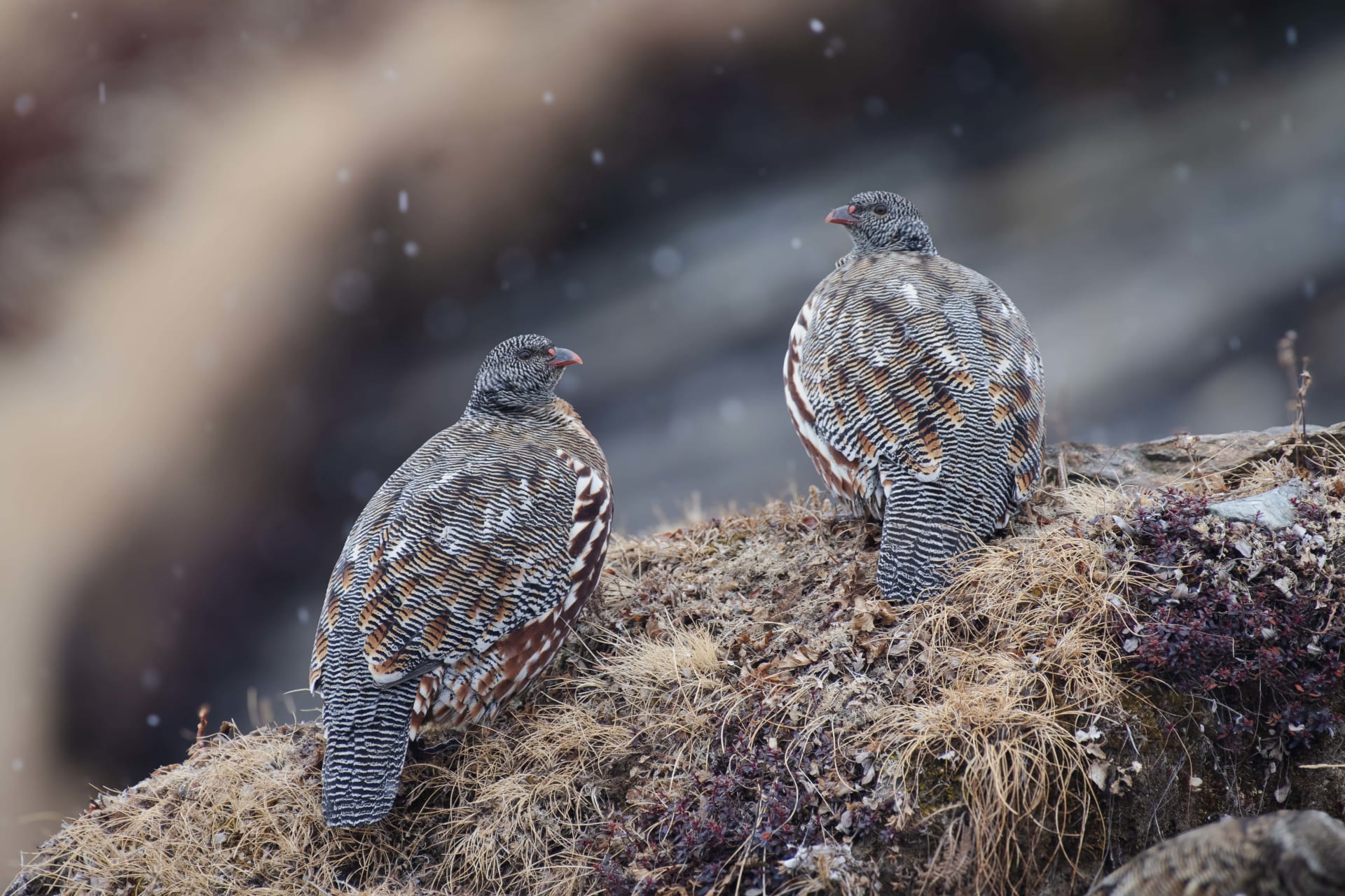 Snow Partridge