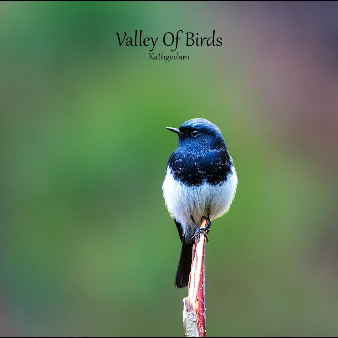 Blue-capped Redstart