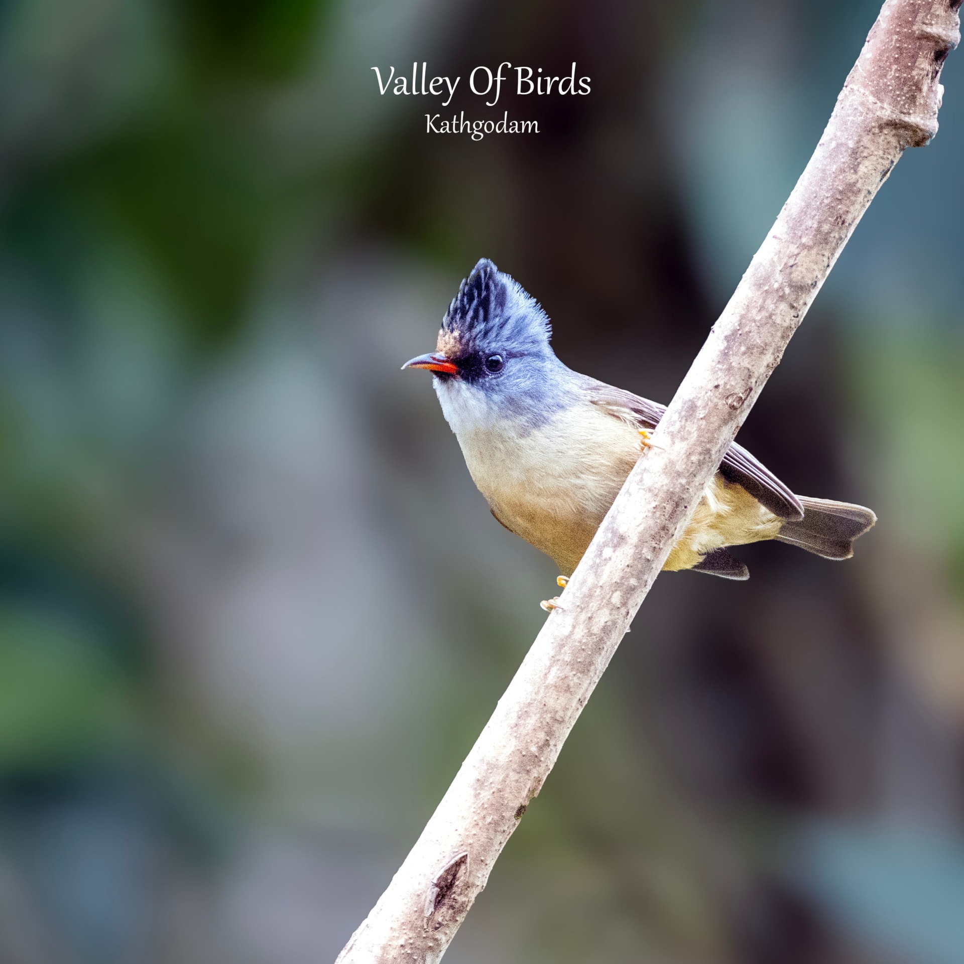 Black-chinned Yuhina