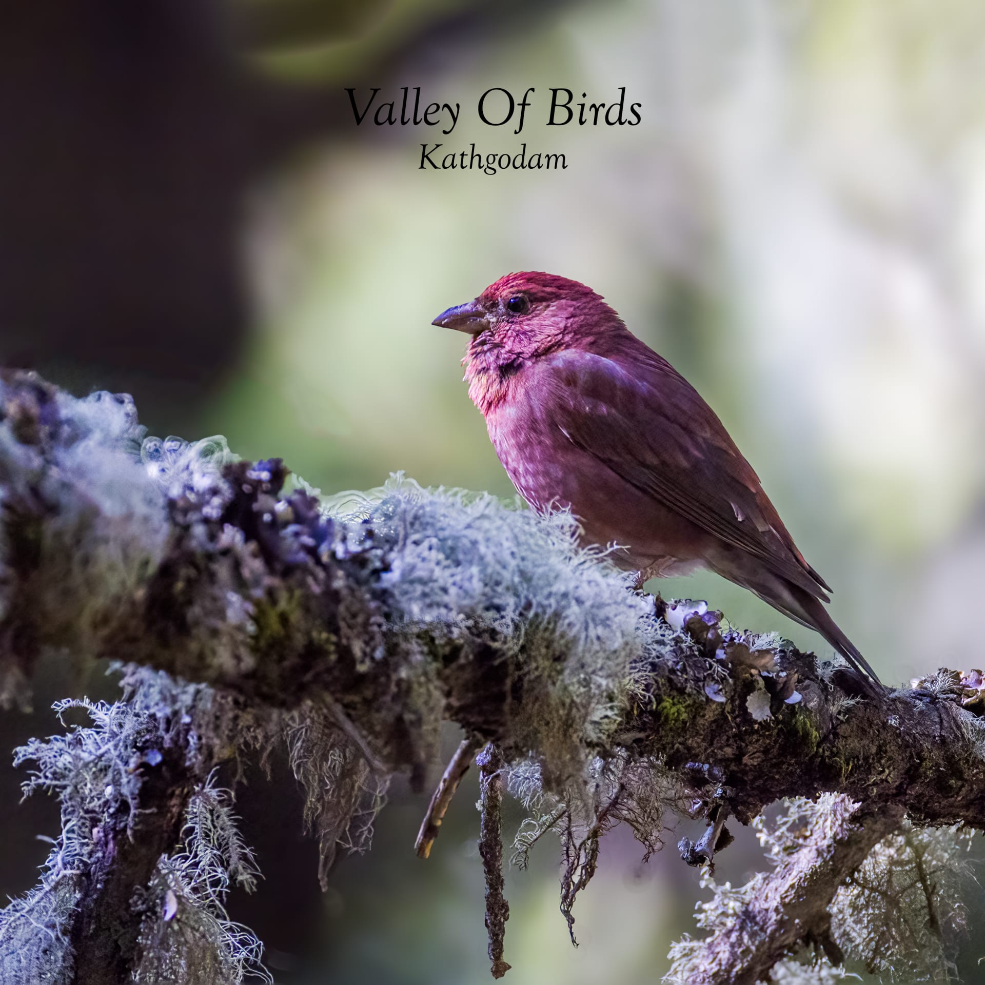 Blanford's Rosefinch
