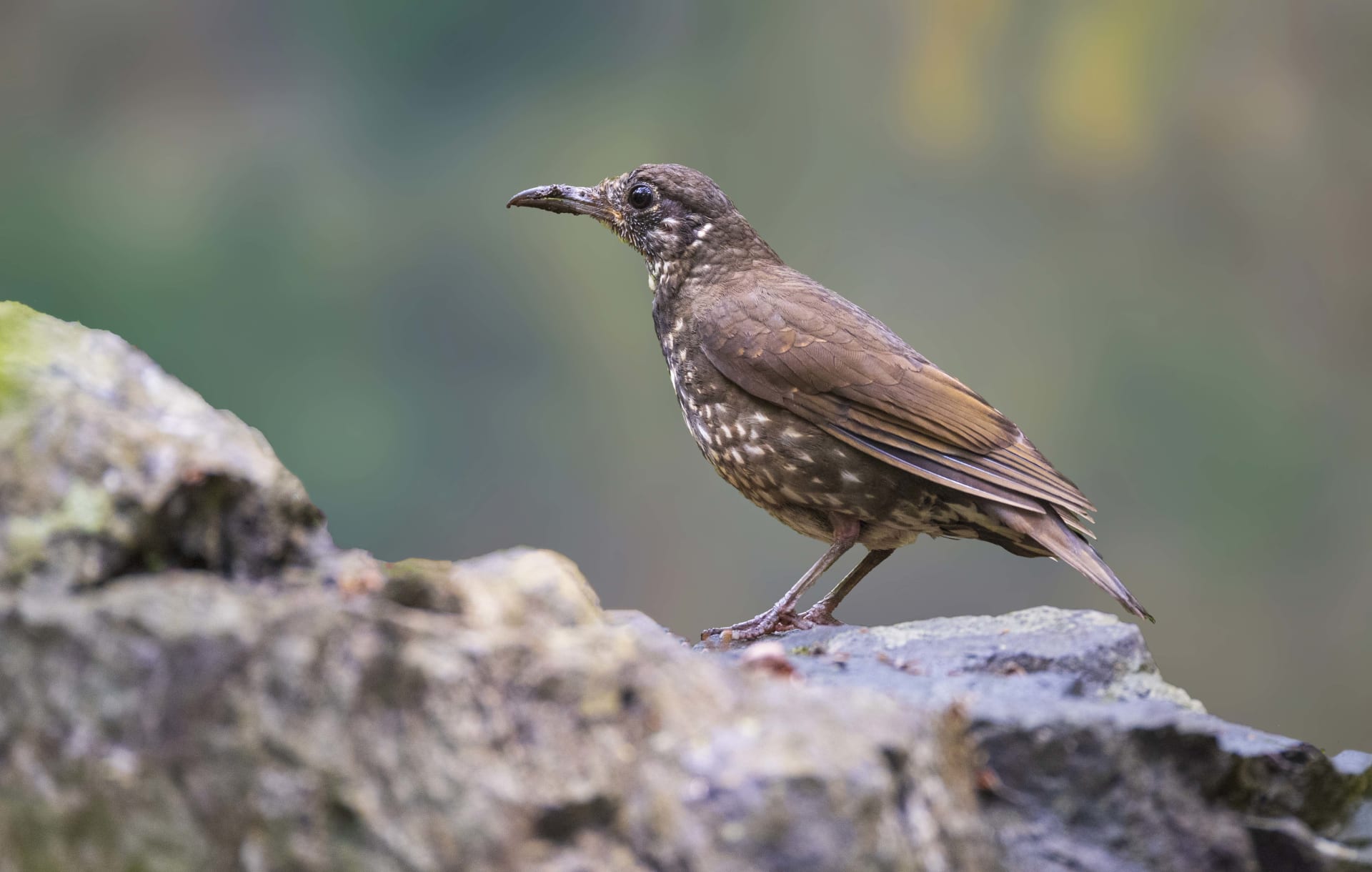 Dark-sided Thrush