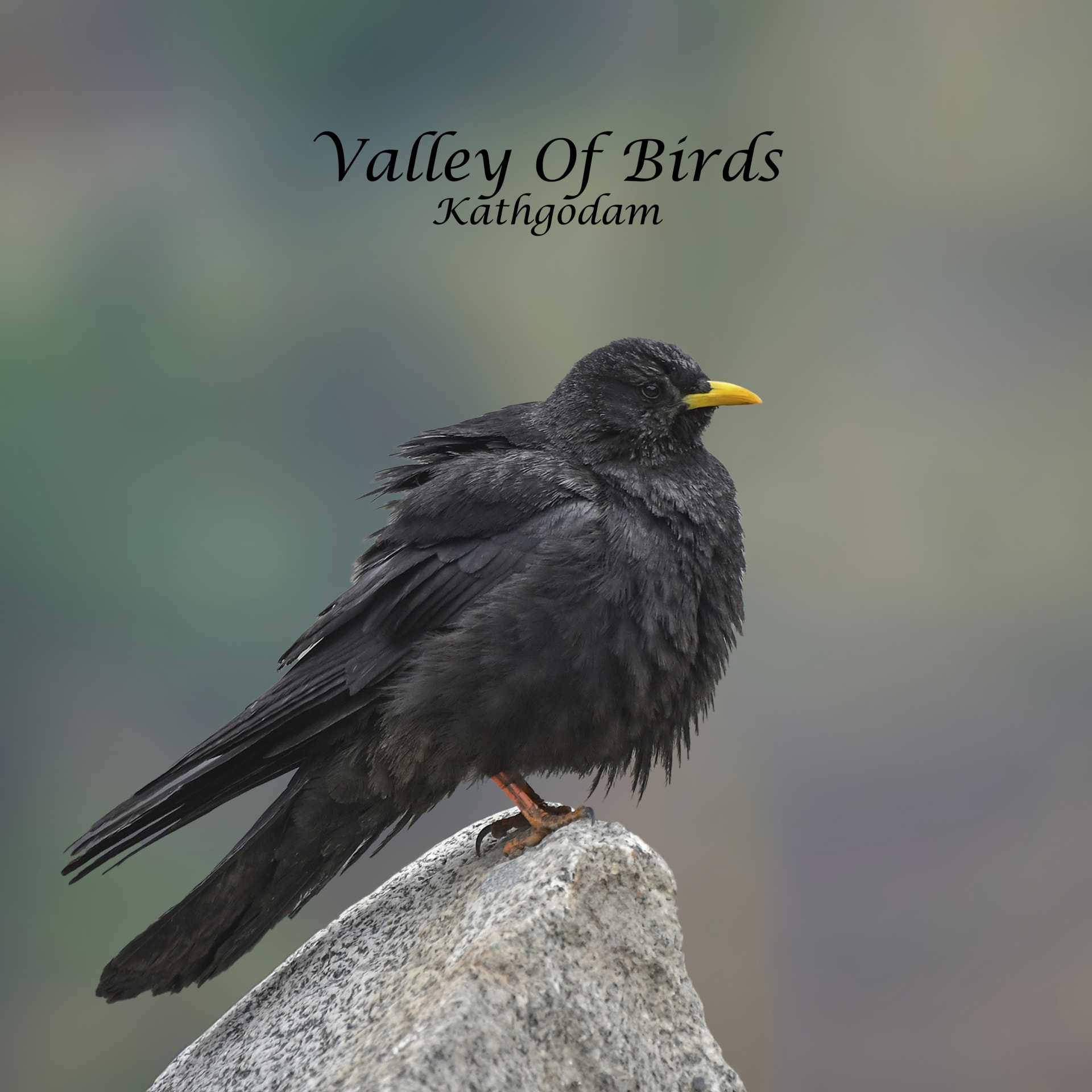 Alpine Chough