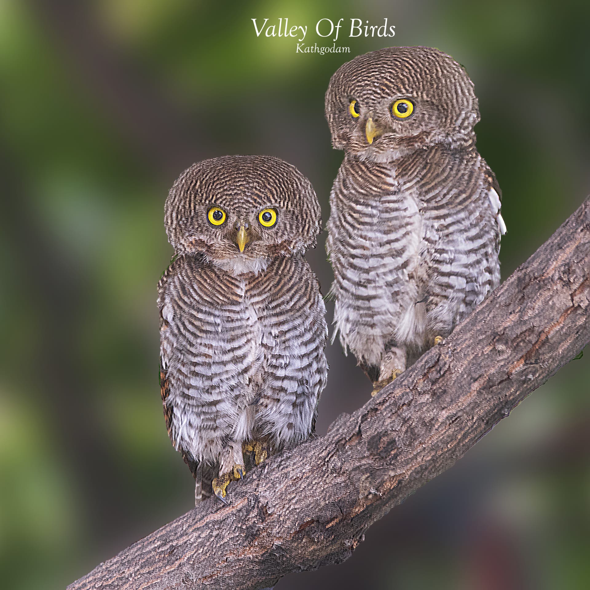 Jungle Owlet