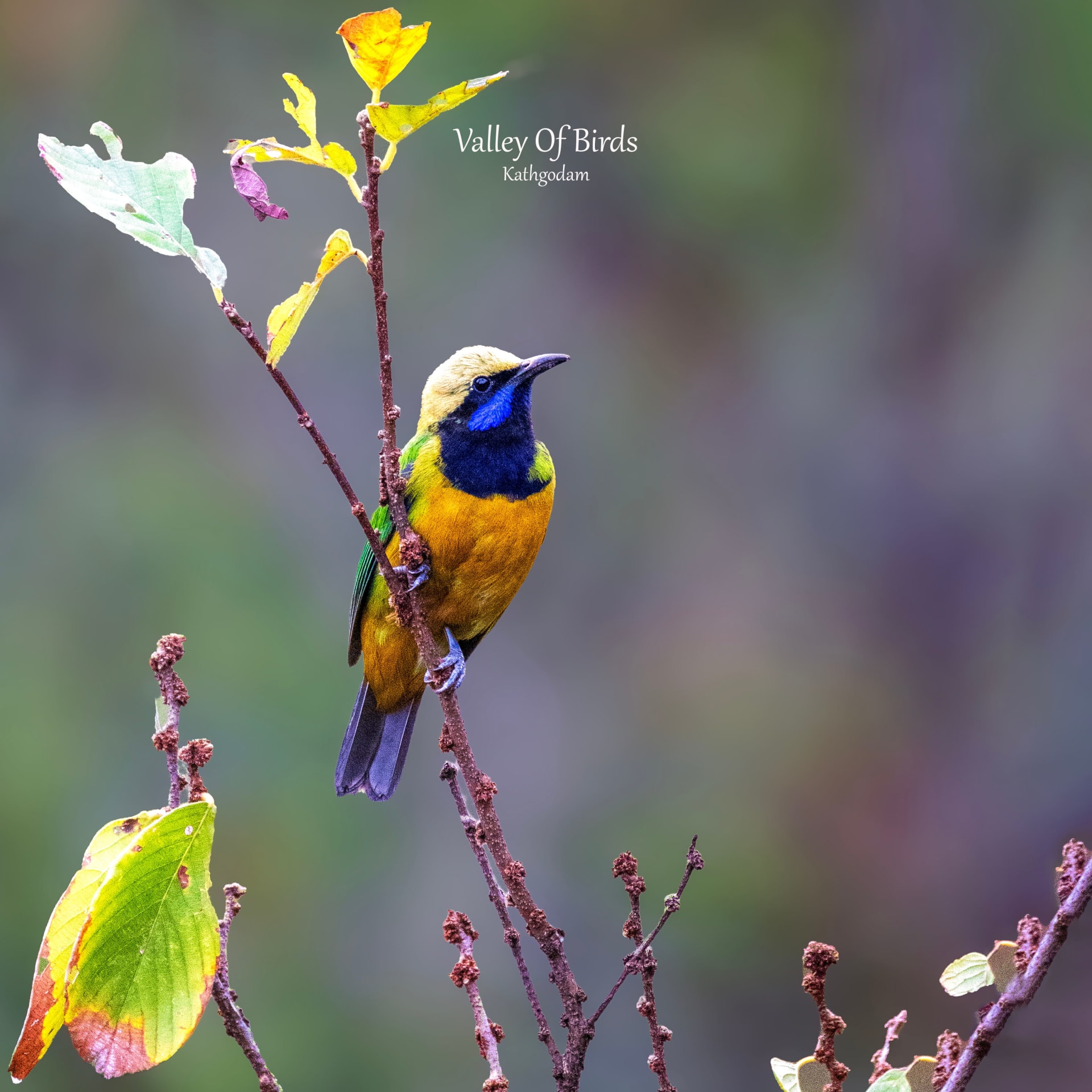 Orange-bellied leafbird