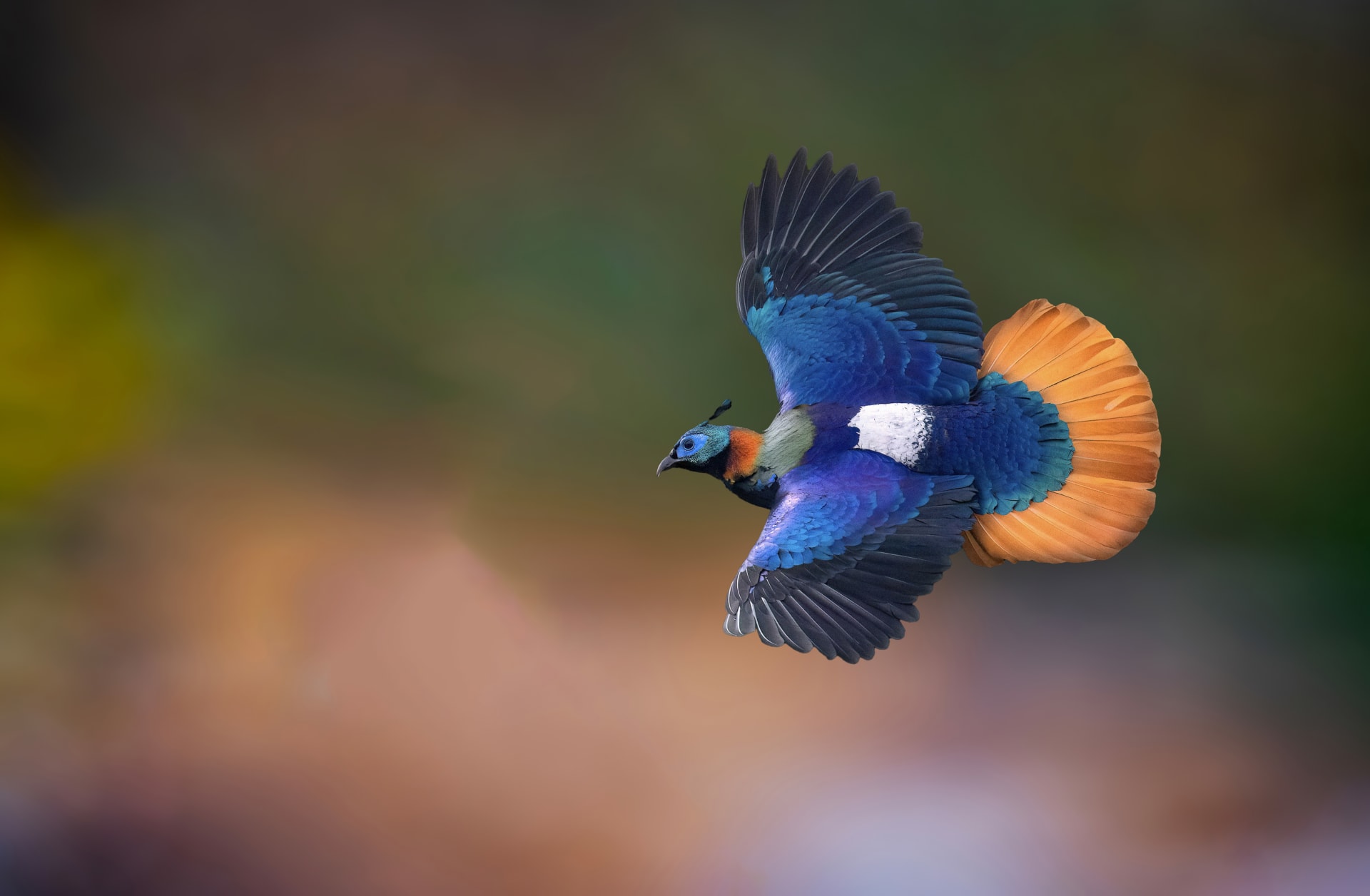 Himalayan Monal