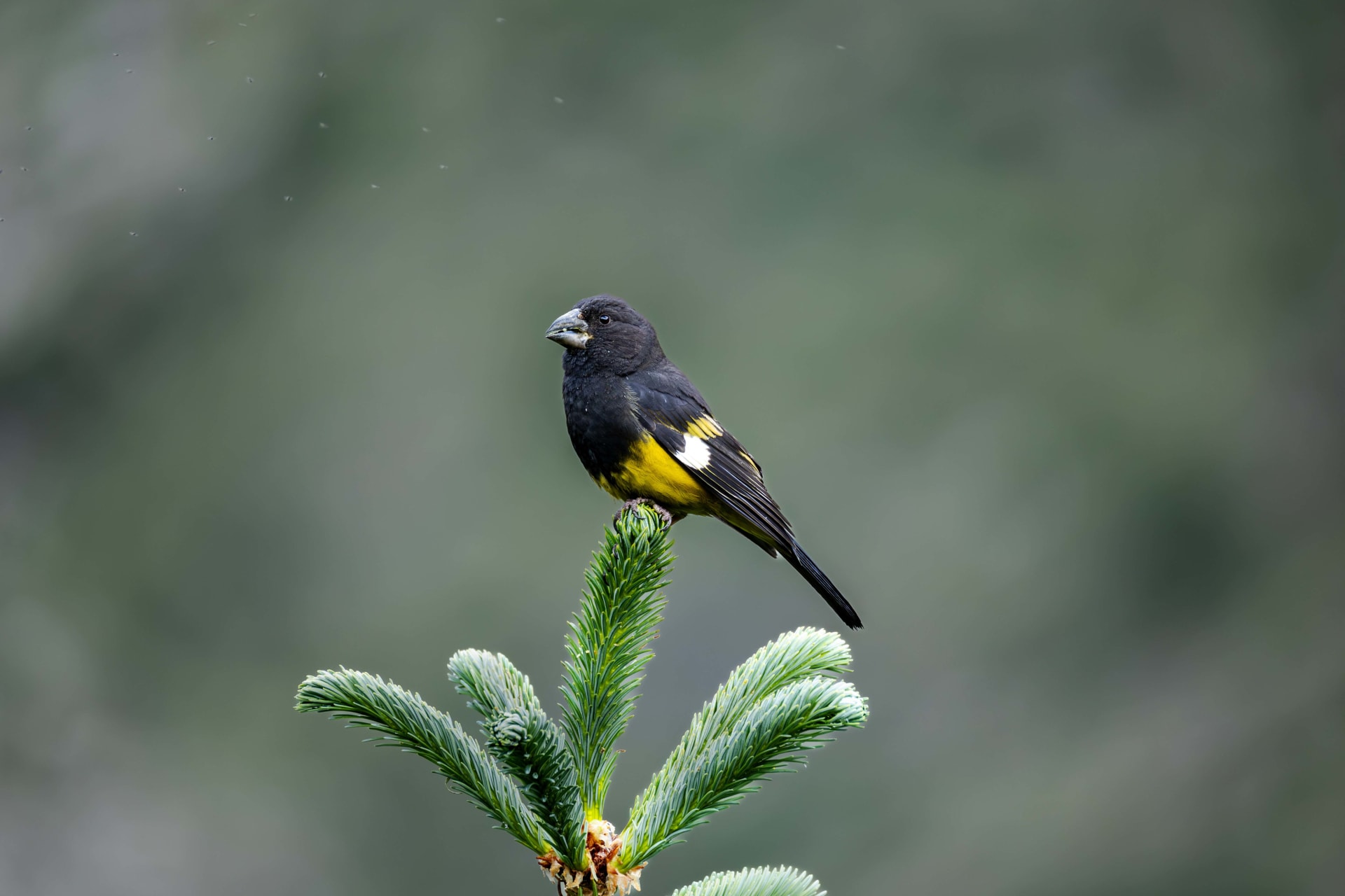 White-winged Grosbeak