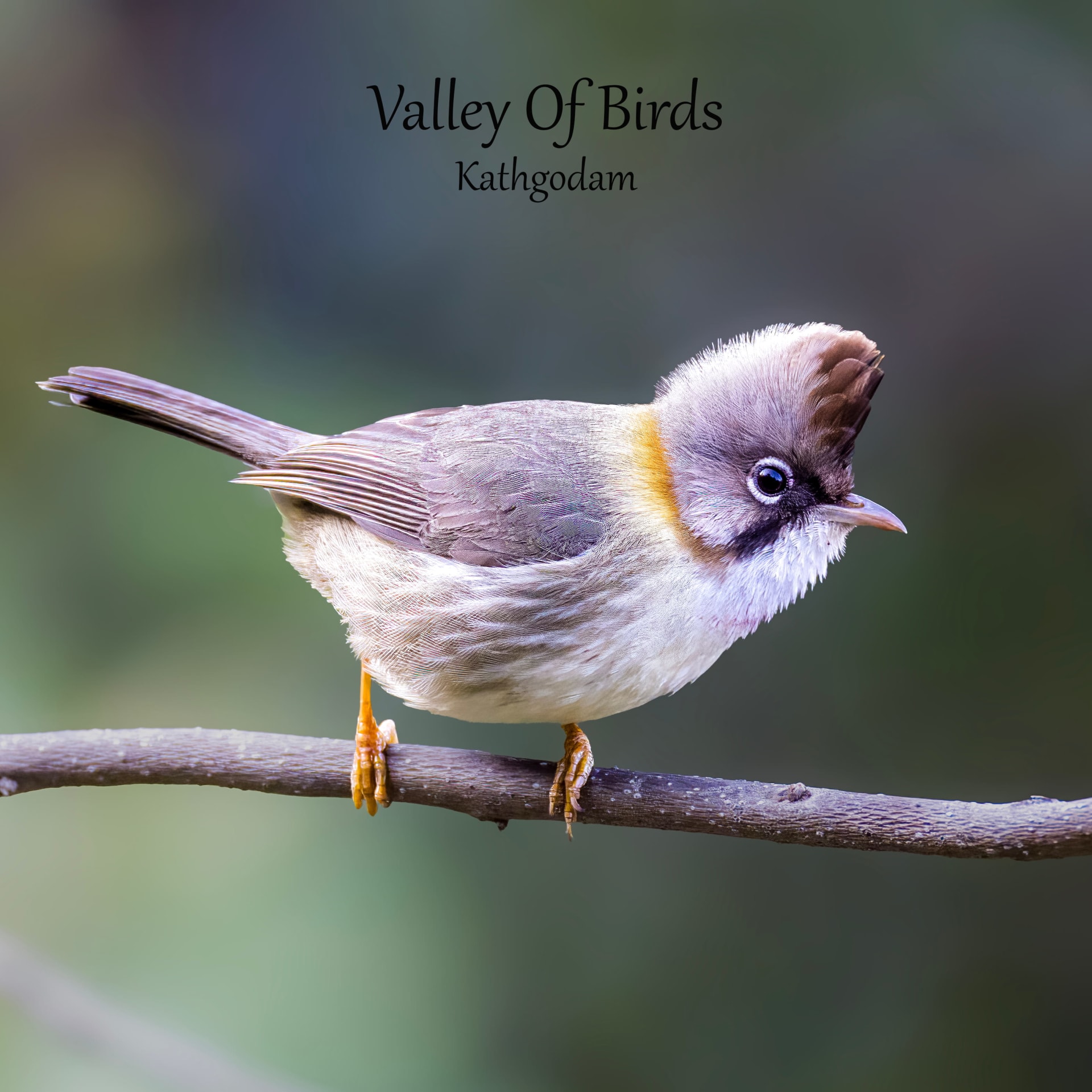 Whiskered Yuhina