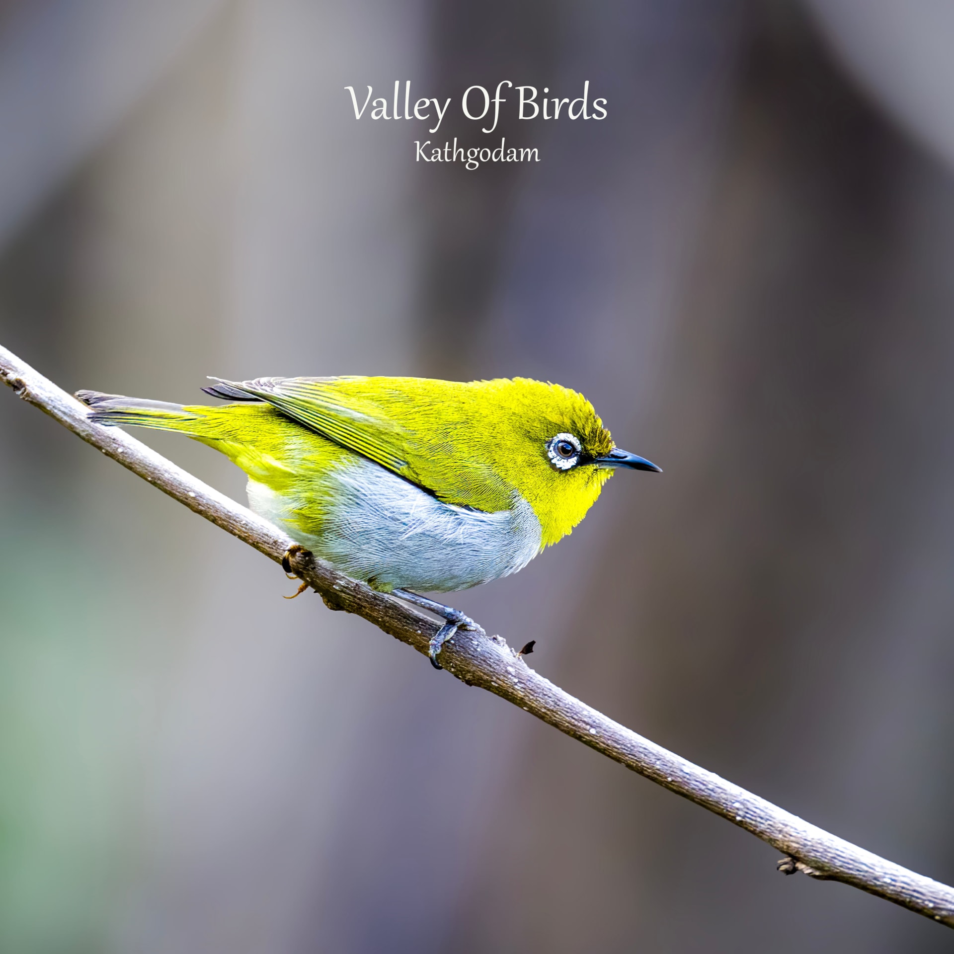 Indian White-eye