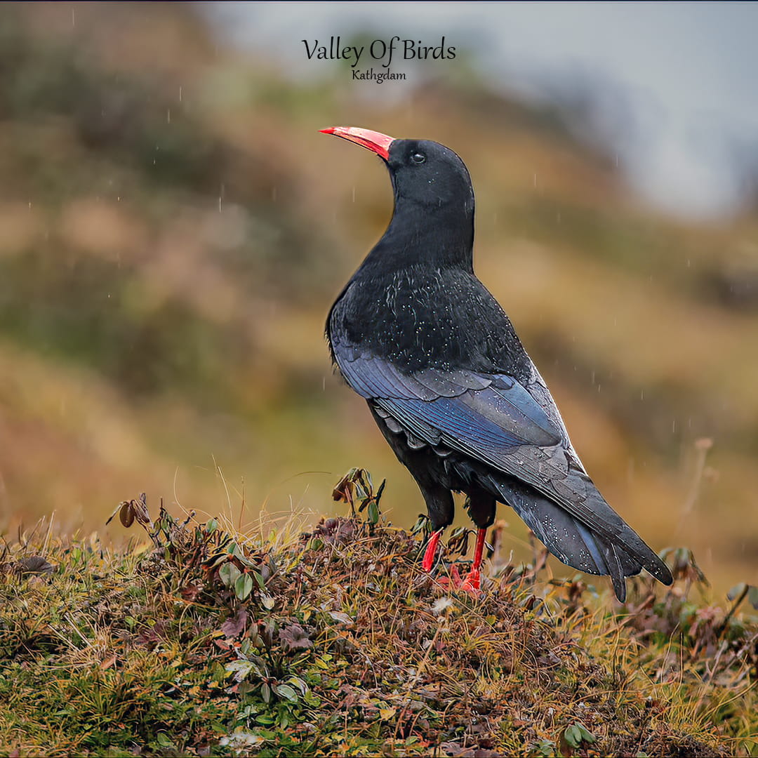 Red-billed Chough