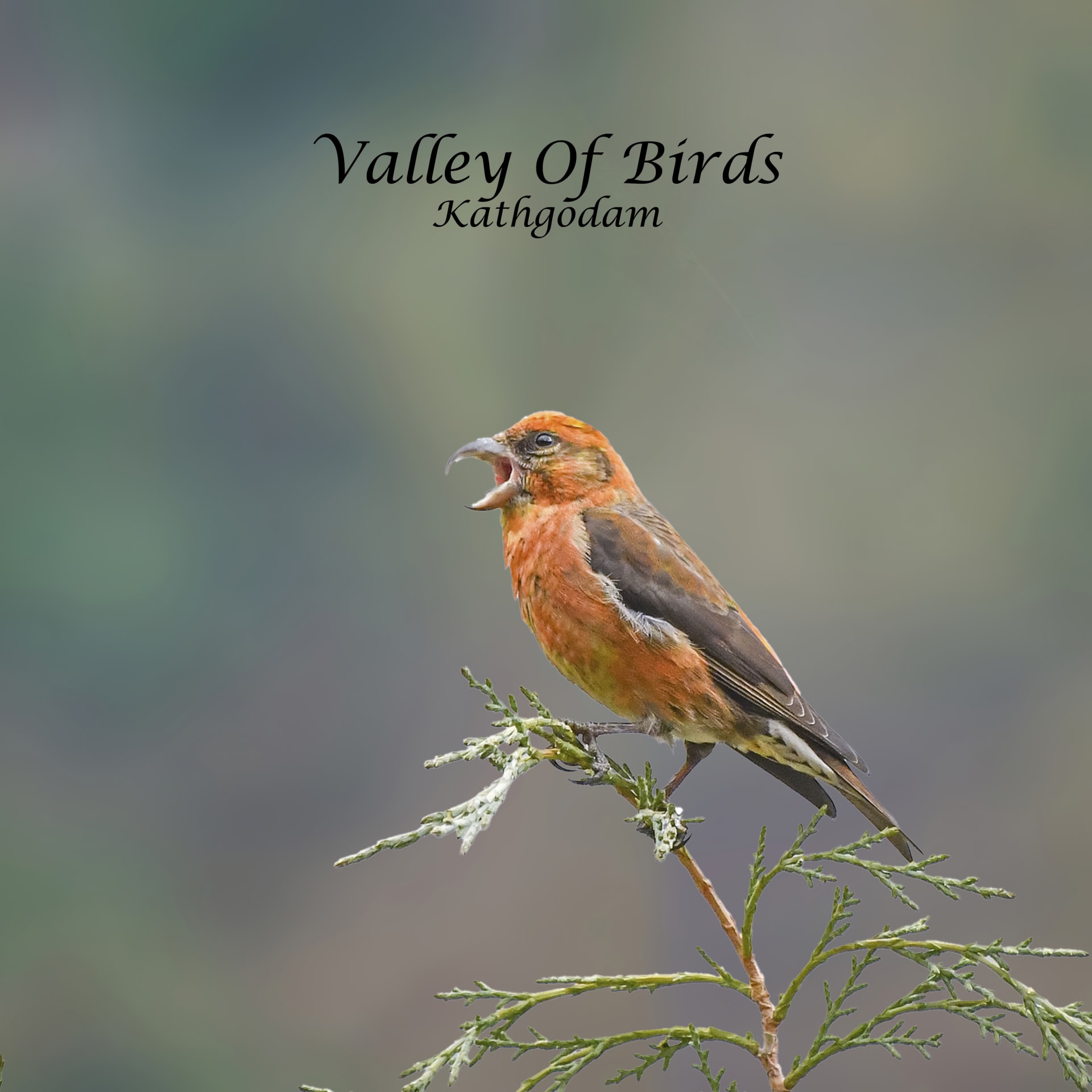 Red Crossbill