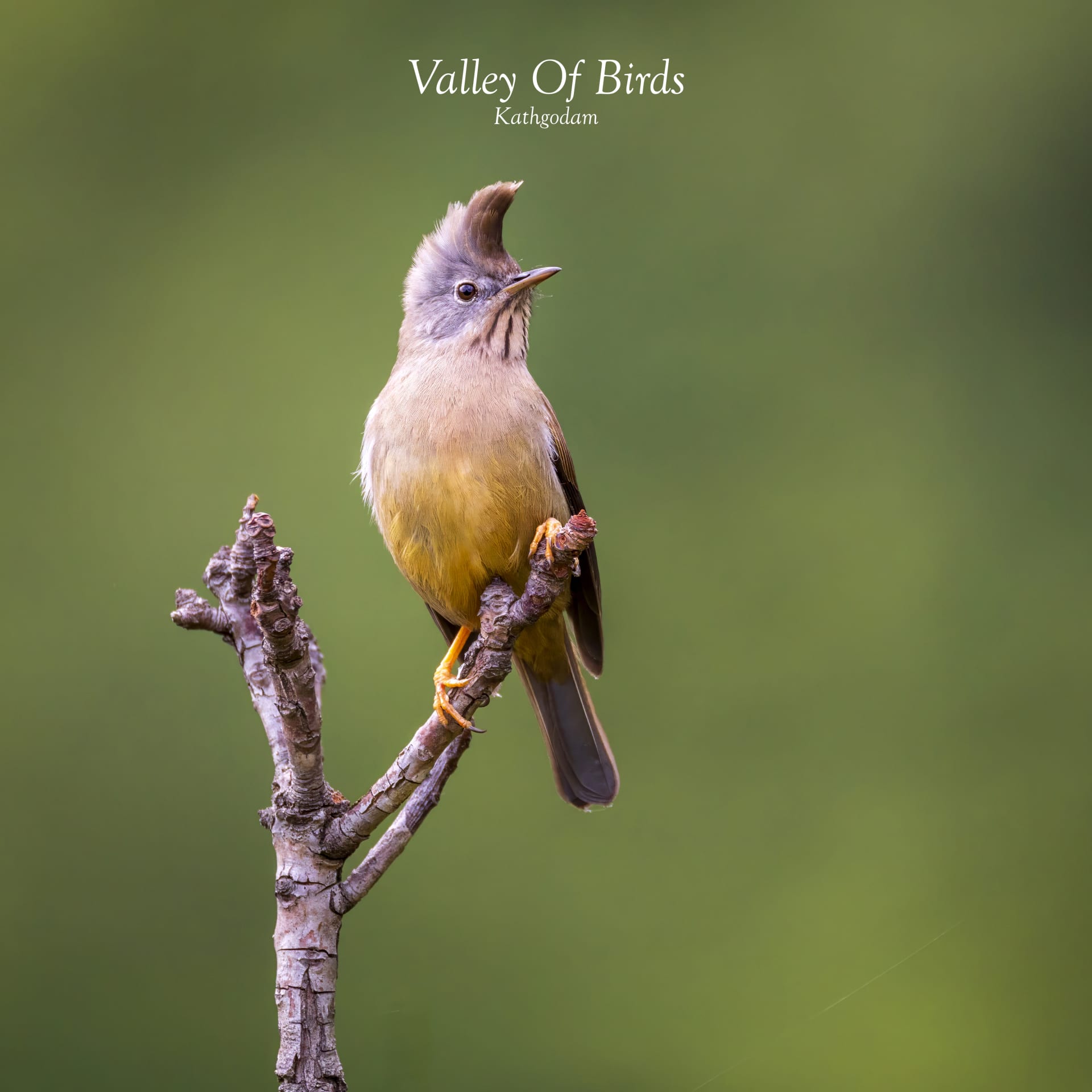 Stripe-throated Yuhina