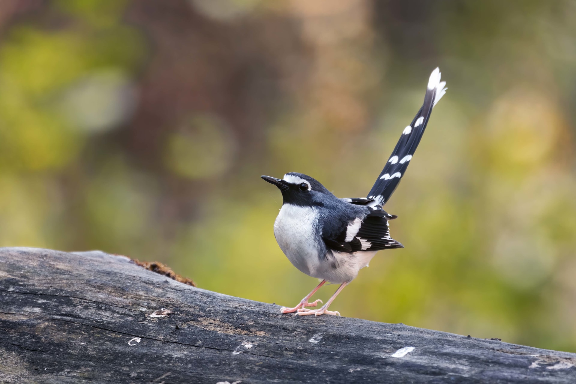 Slaty-backed Forktail