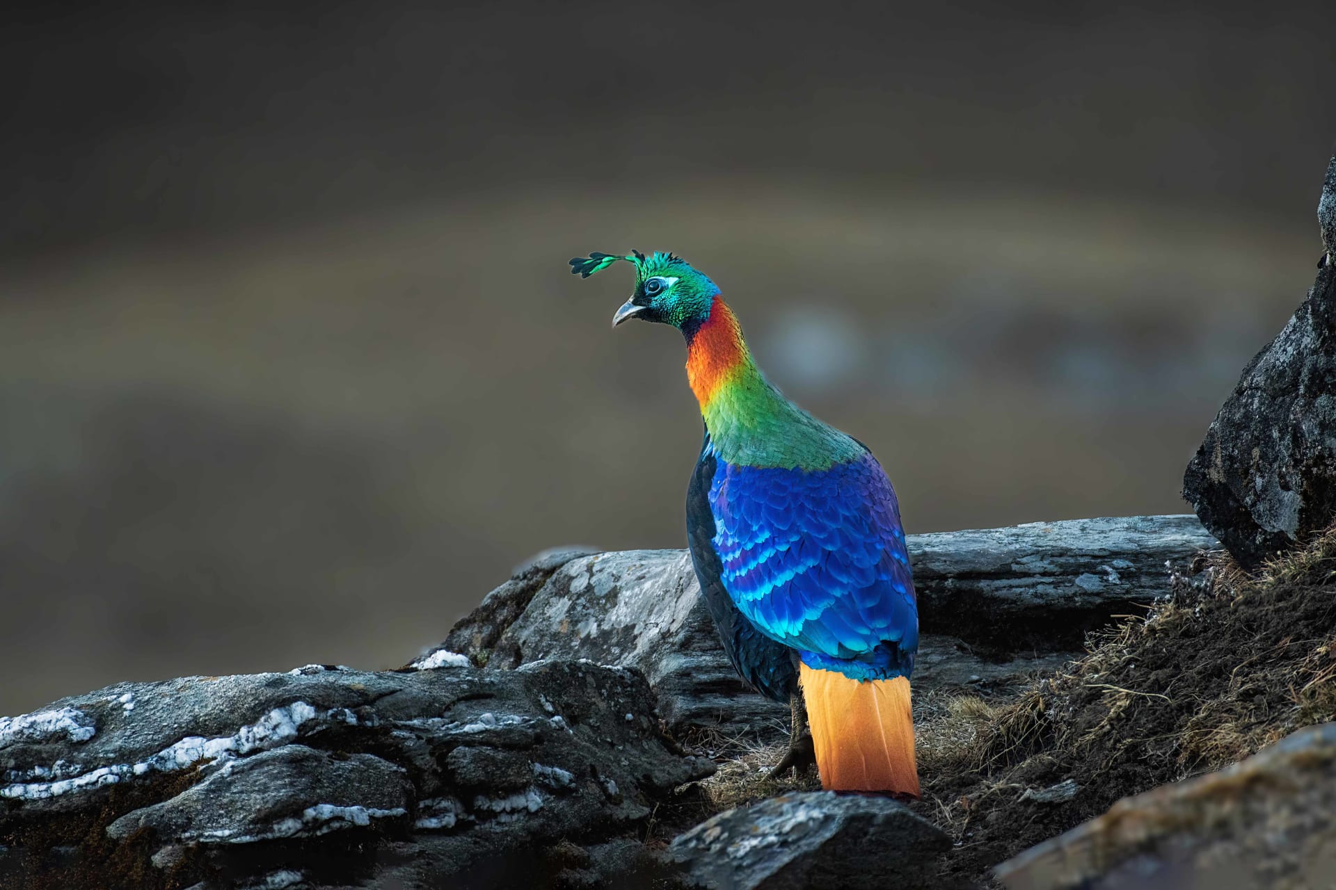 Himalayan Monal