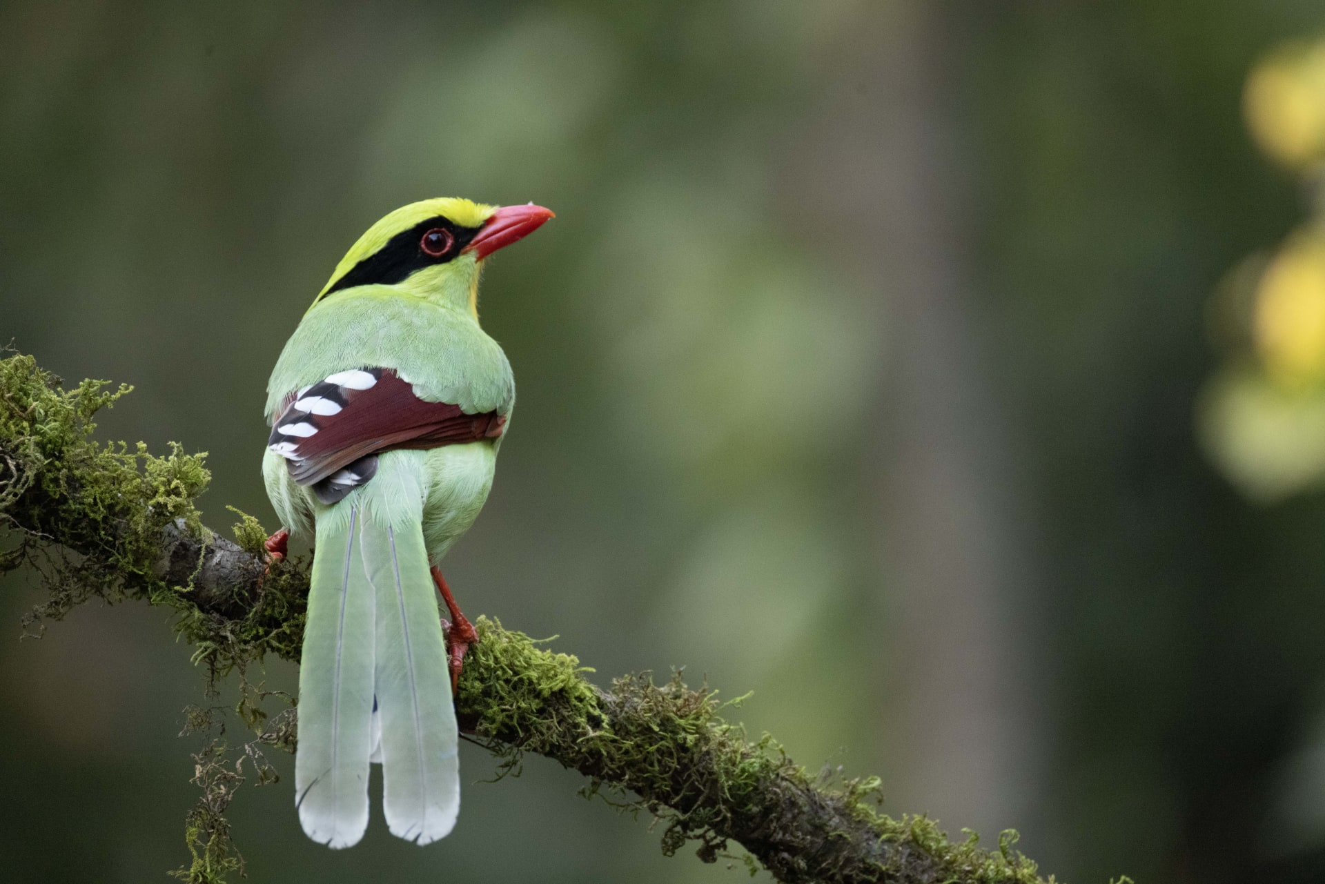 Common Green Magpie