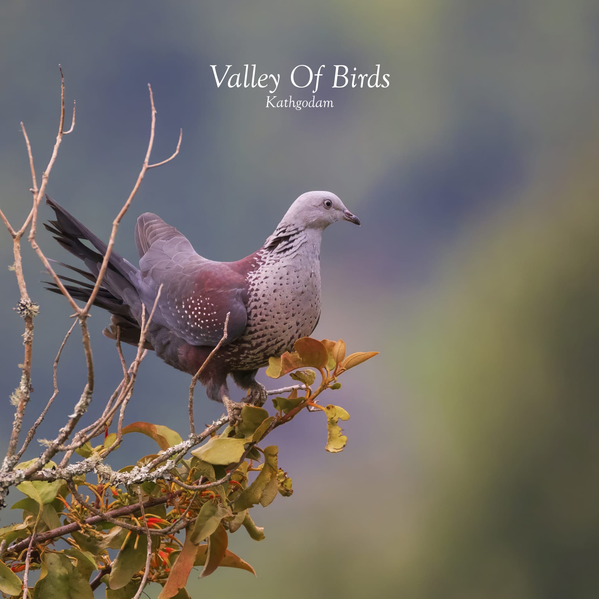 Speckled Wood Pigeon