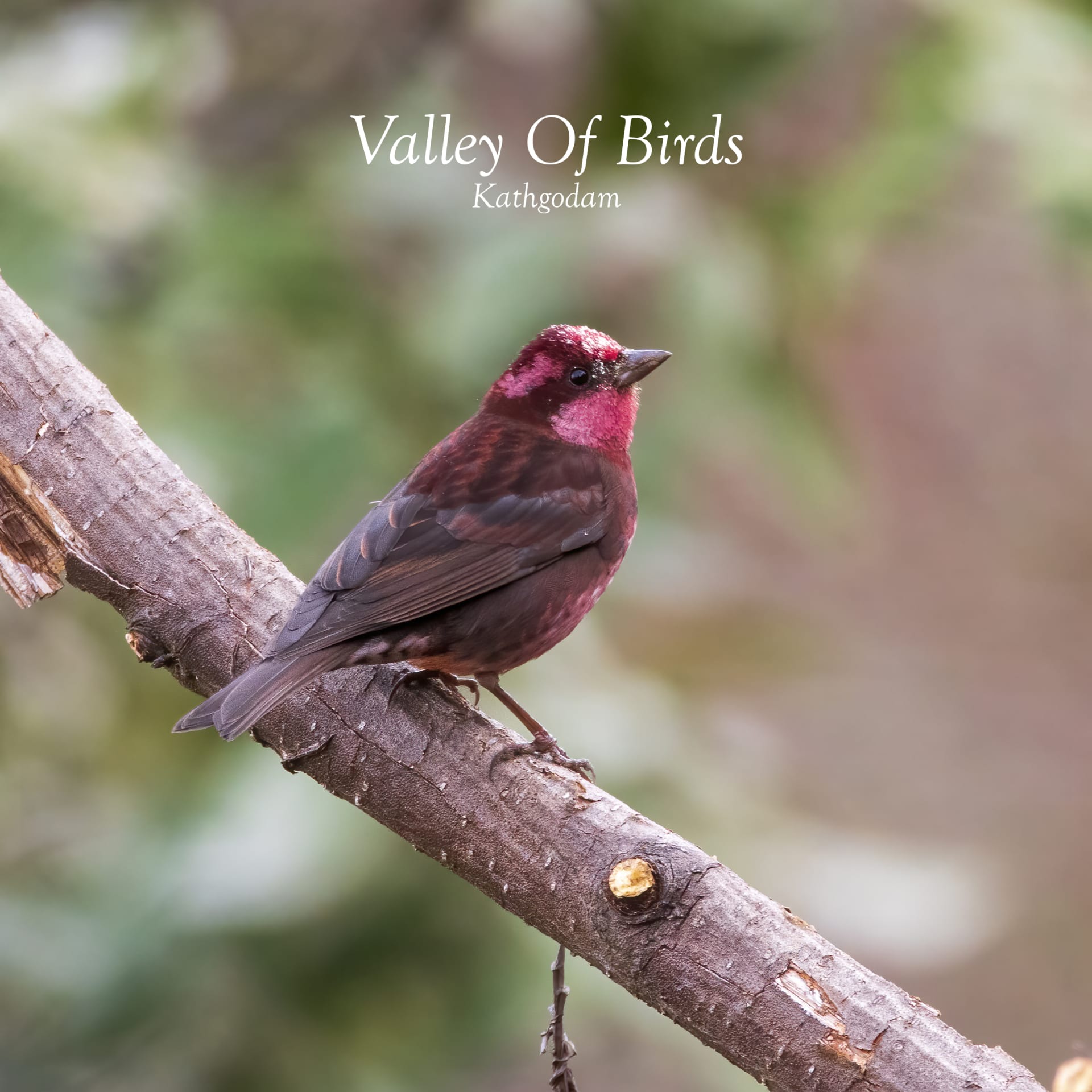 Dark-breasted Rosefinch