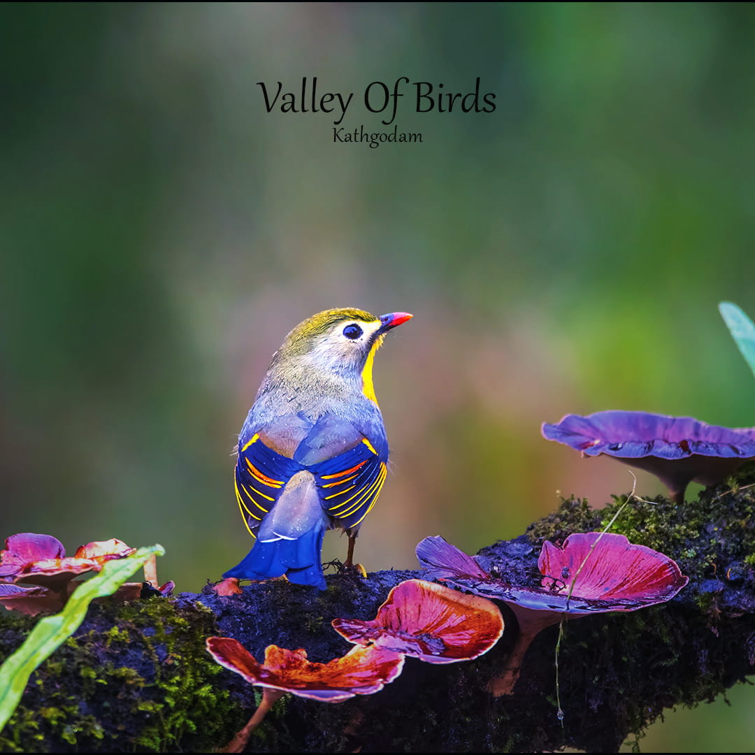 Red-billed Leiothrix