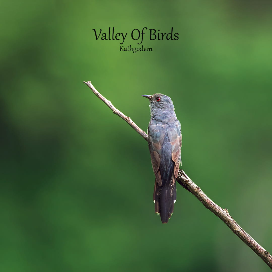 Grey-bellied cuckoo