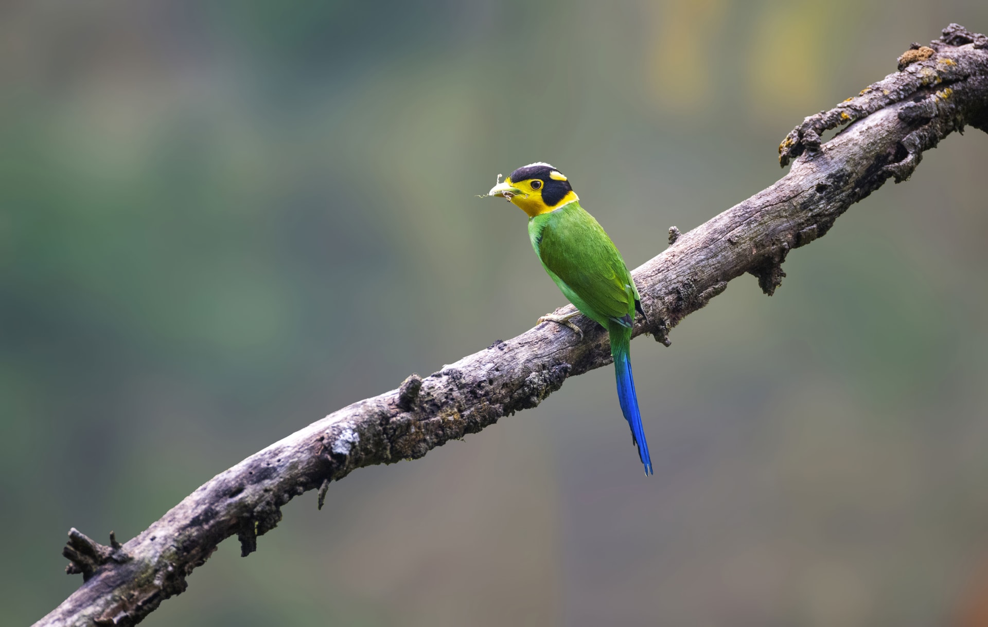 Long-tailed Broadbill