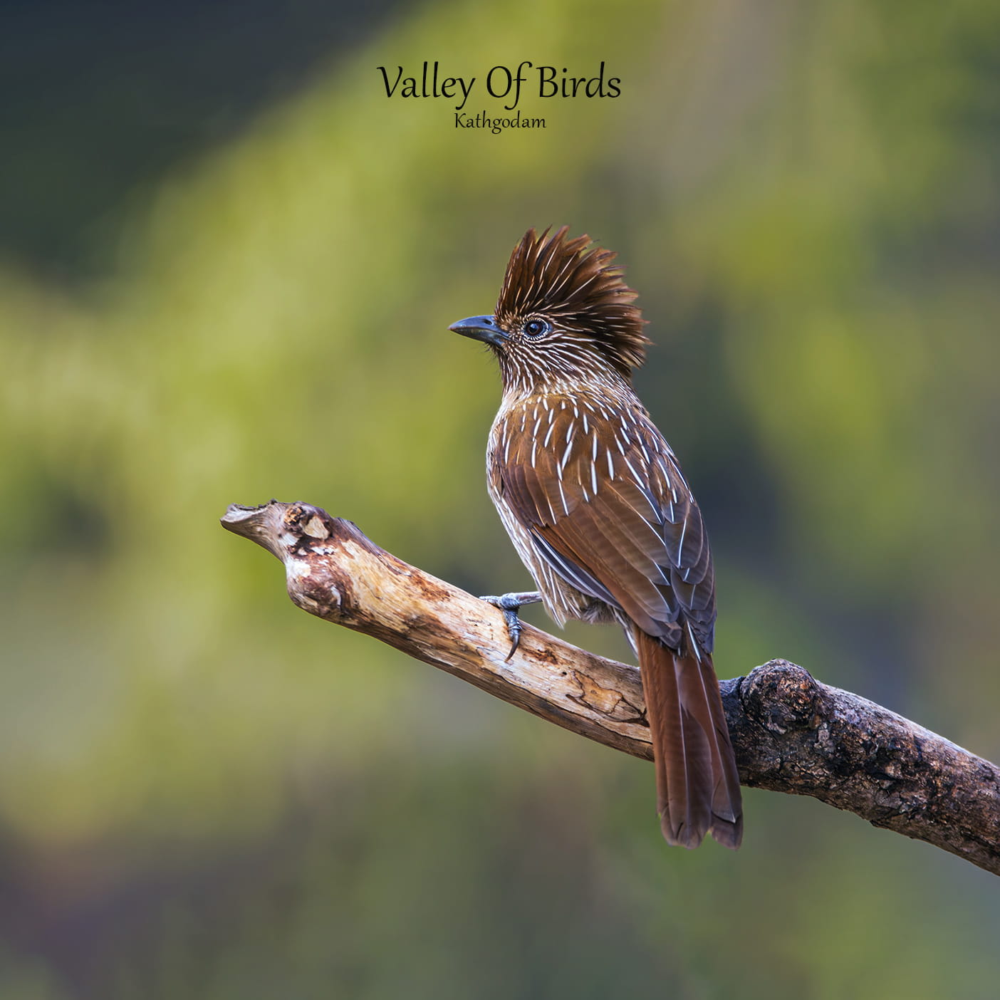 Striated Laughingthrush